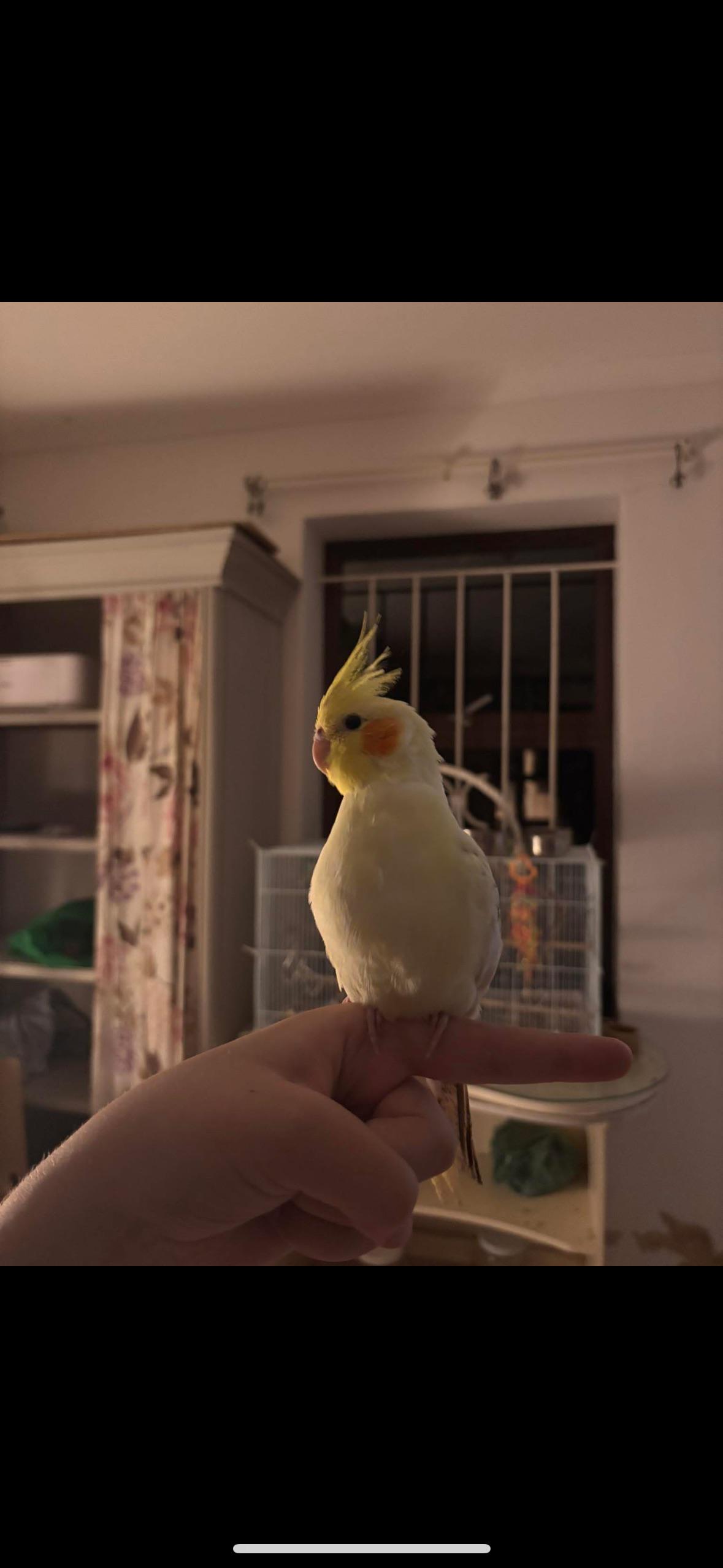 Lost Bird in Cape Town