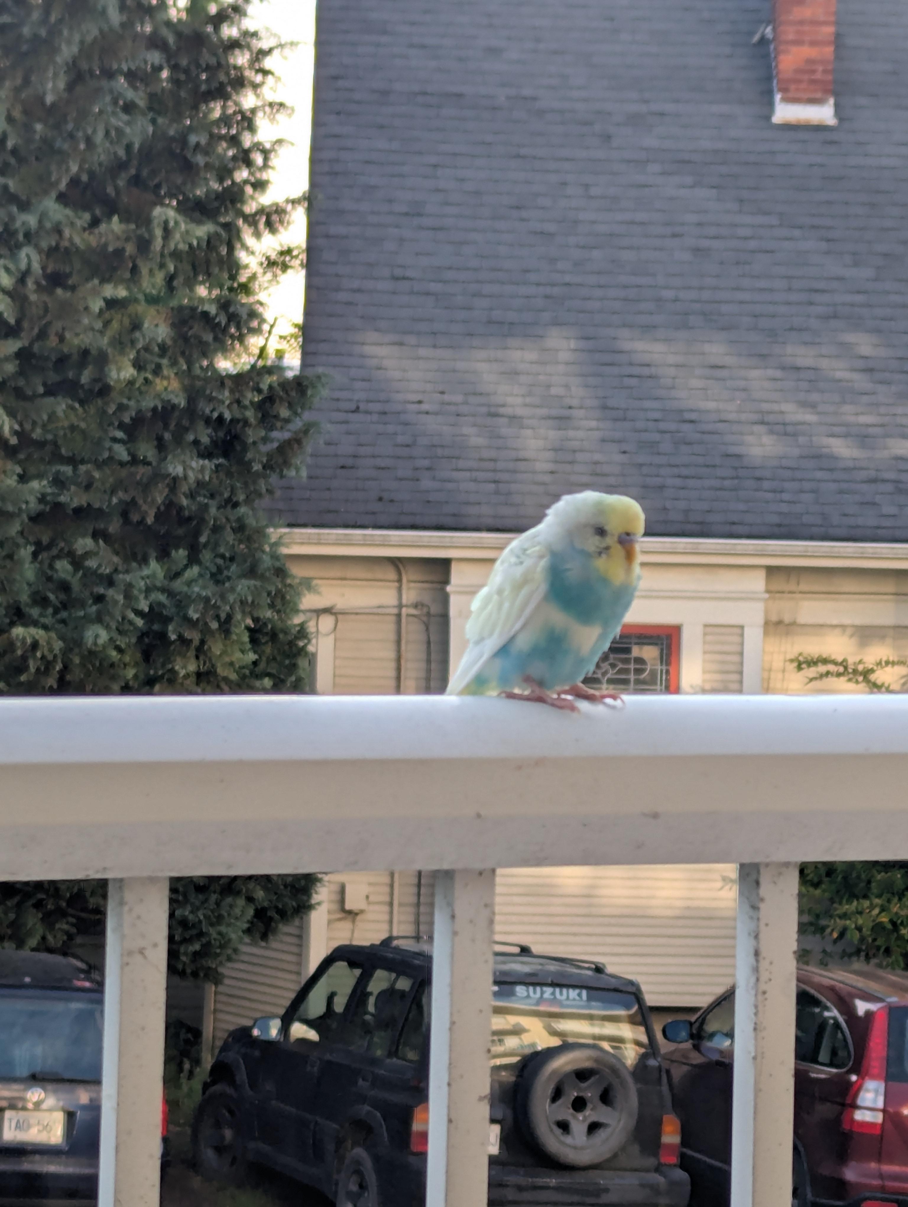 Found bird