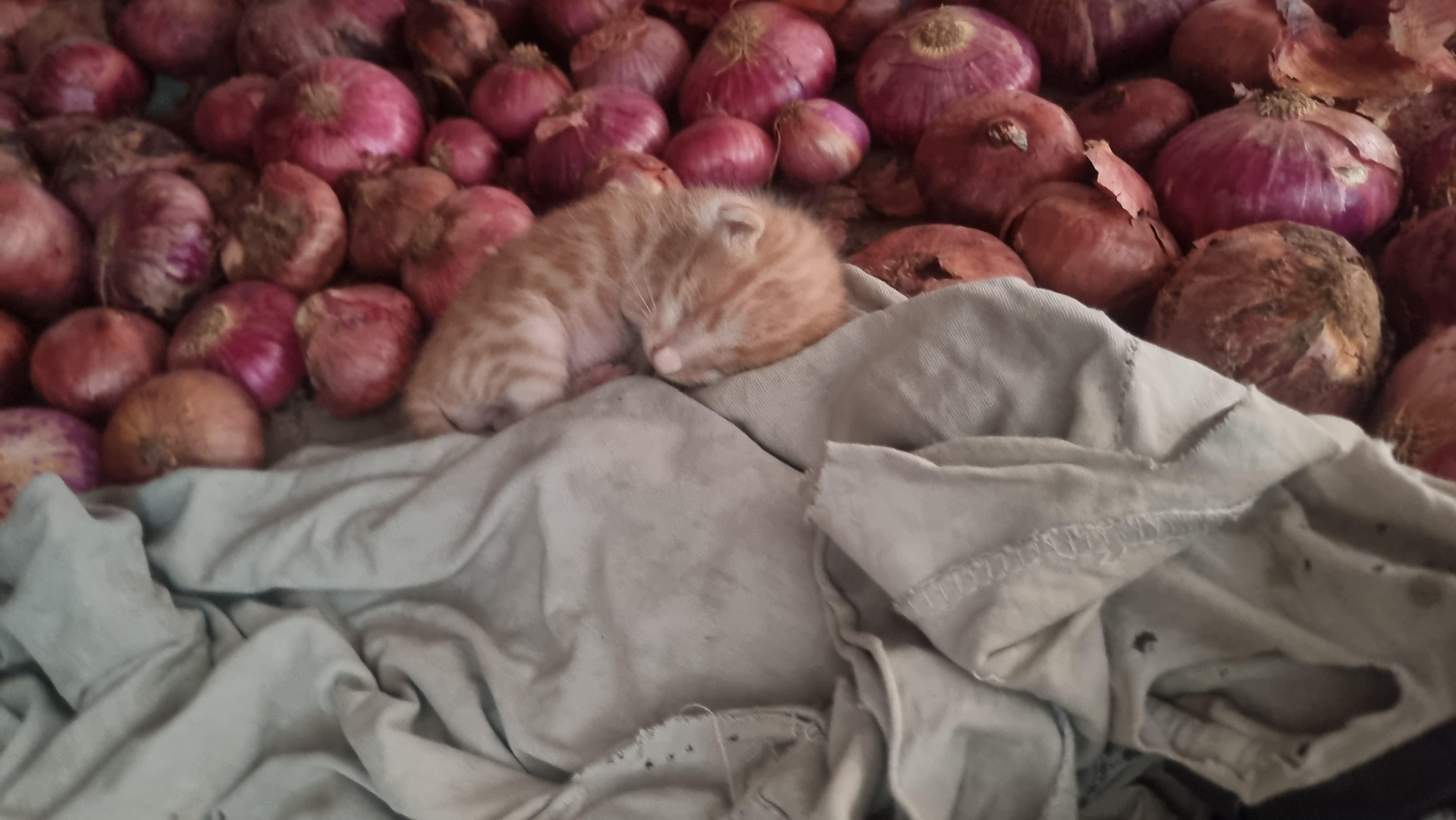 Found cat