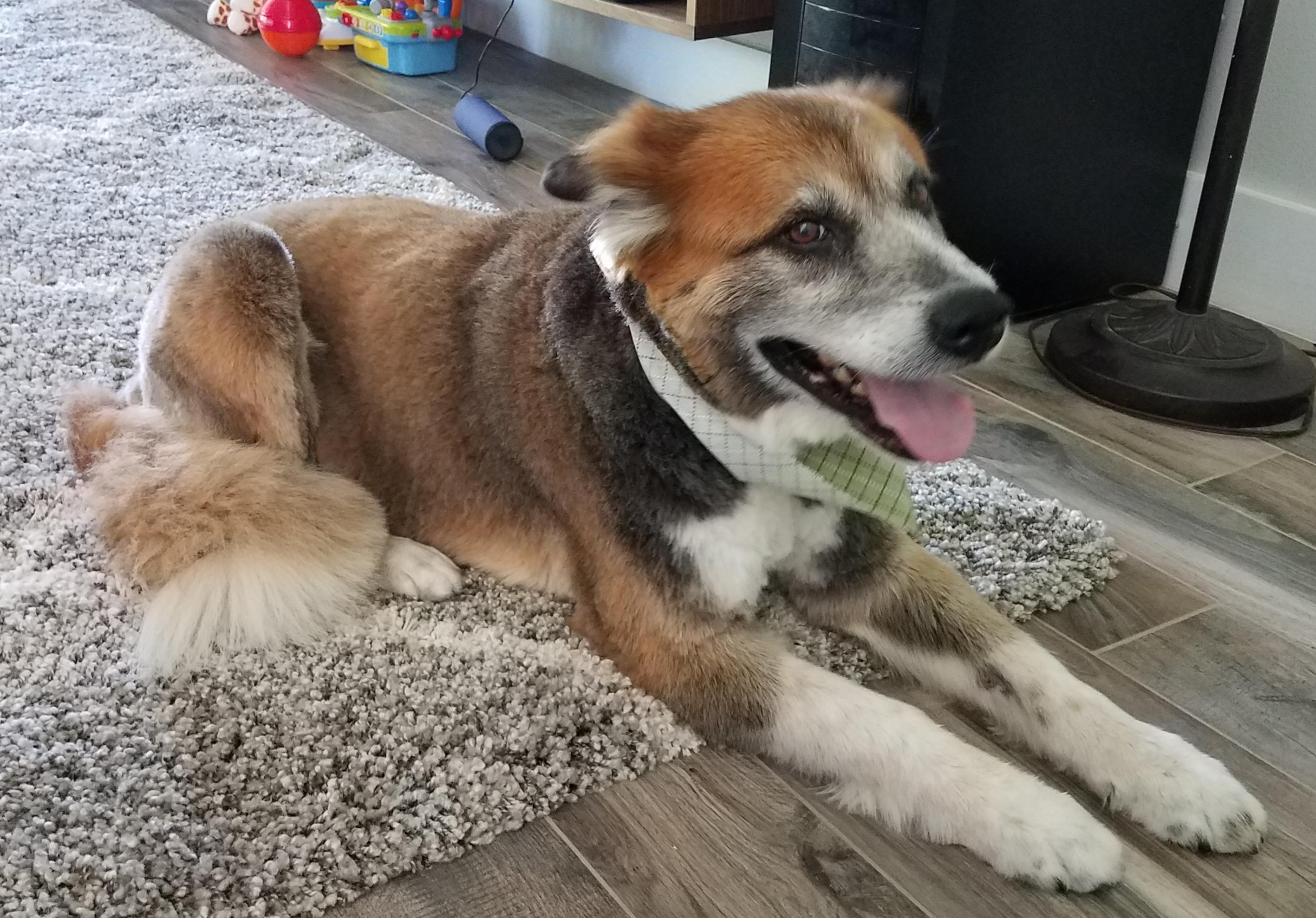 Lost Dog in South Austin