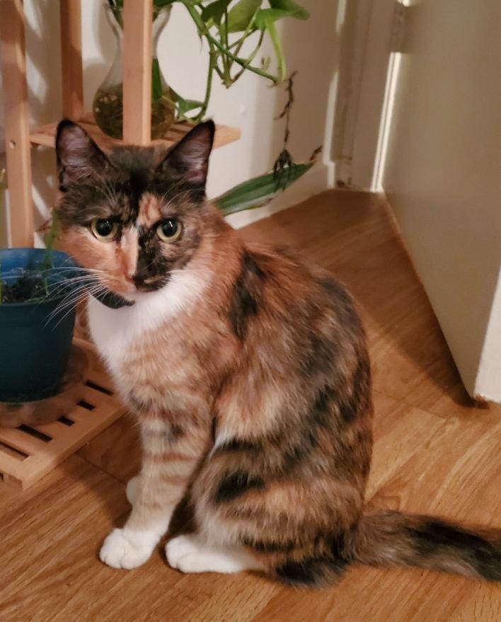 Lost cat