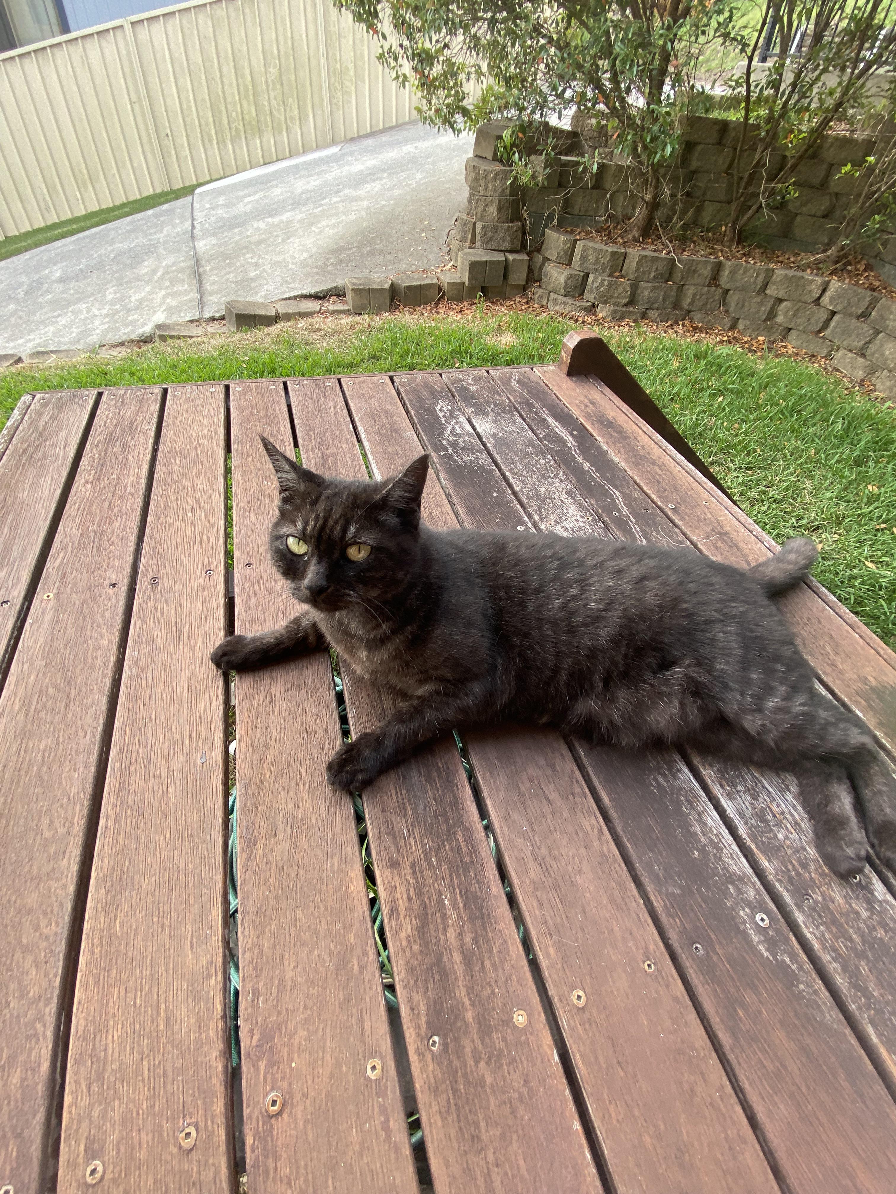 Lost pet