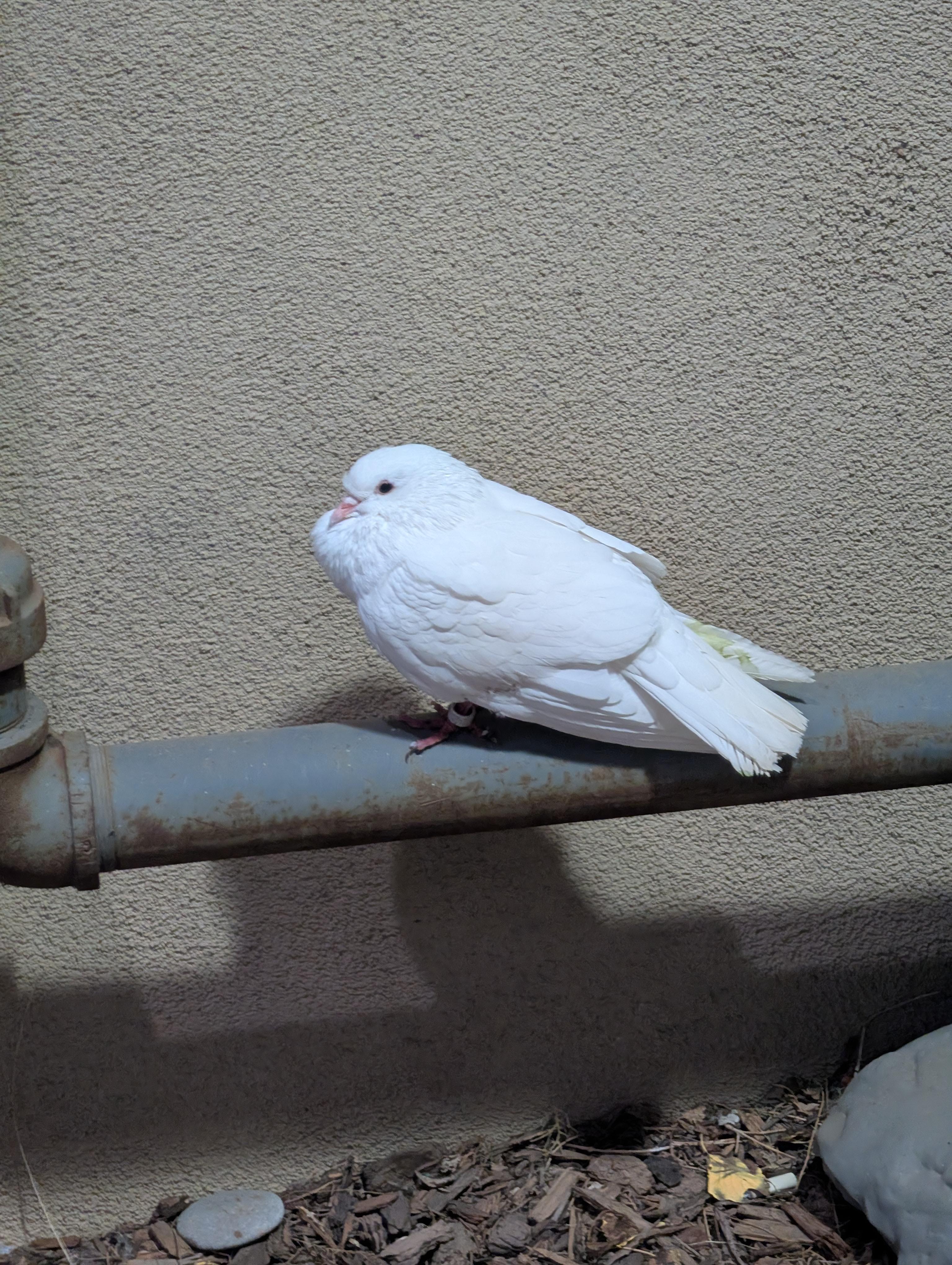 Found bird