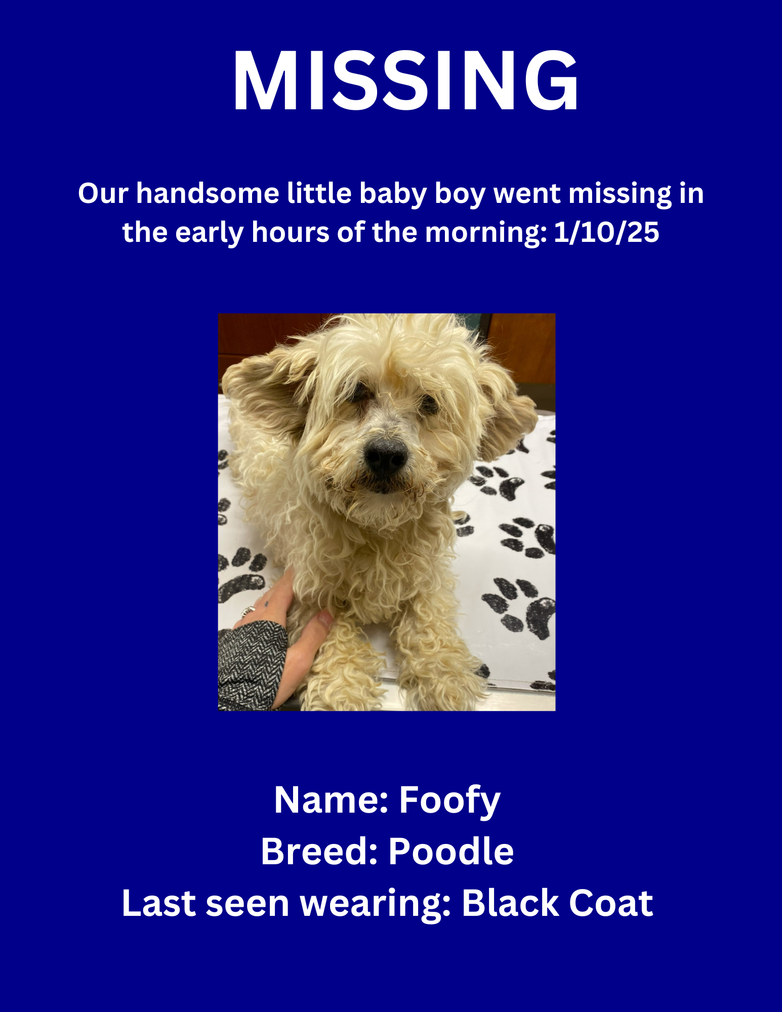 Lost dog
