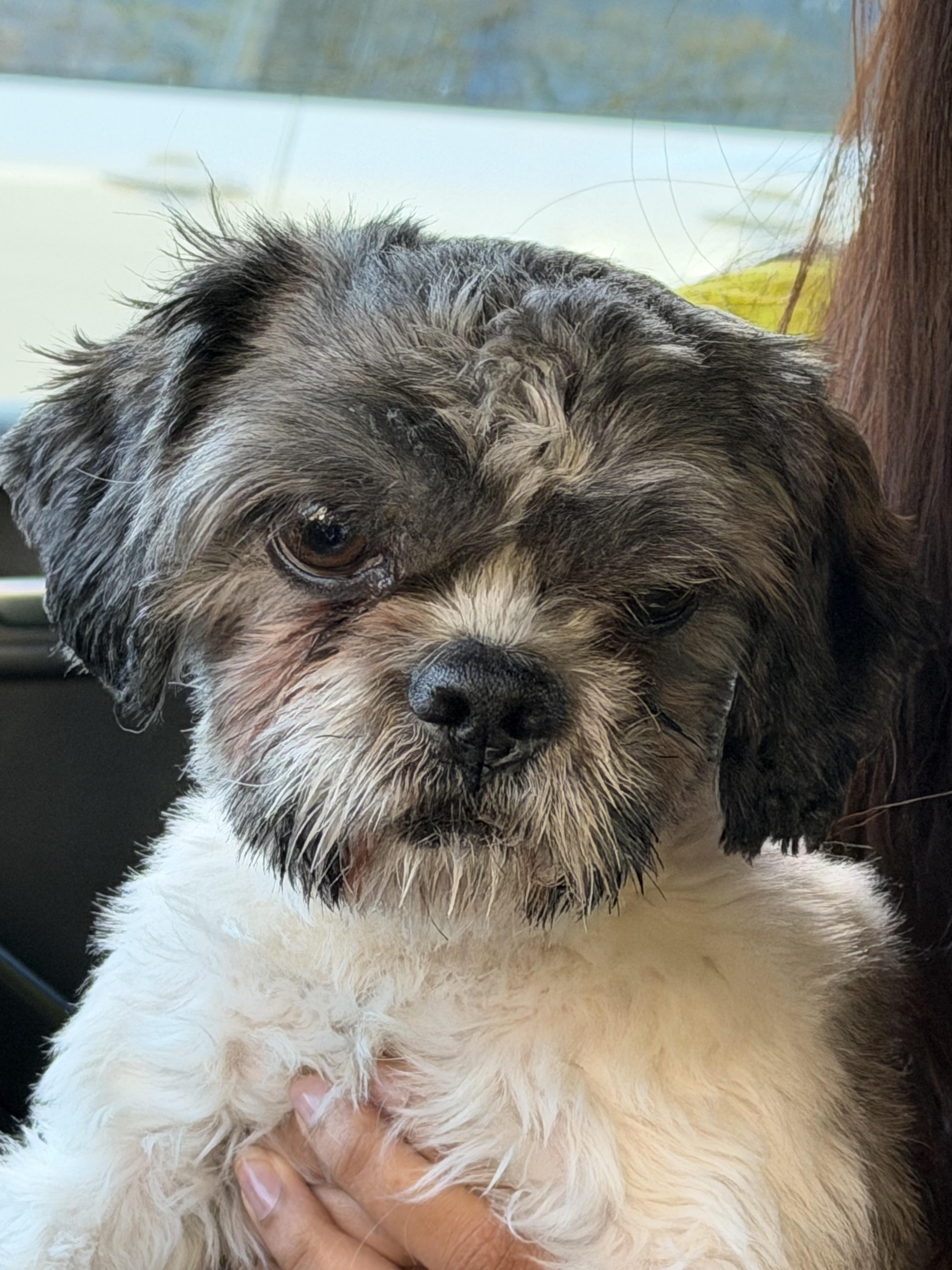 Found dog