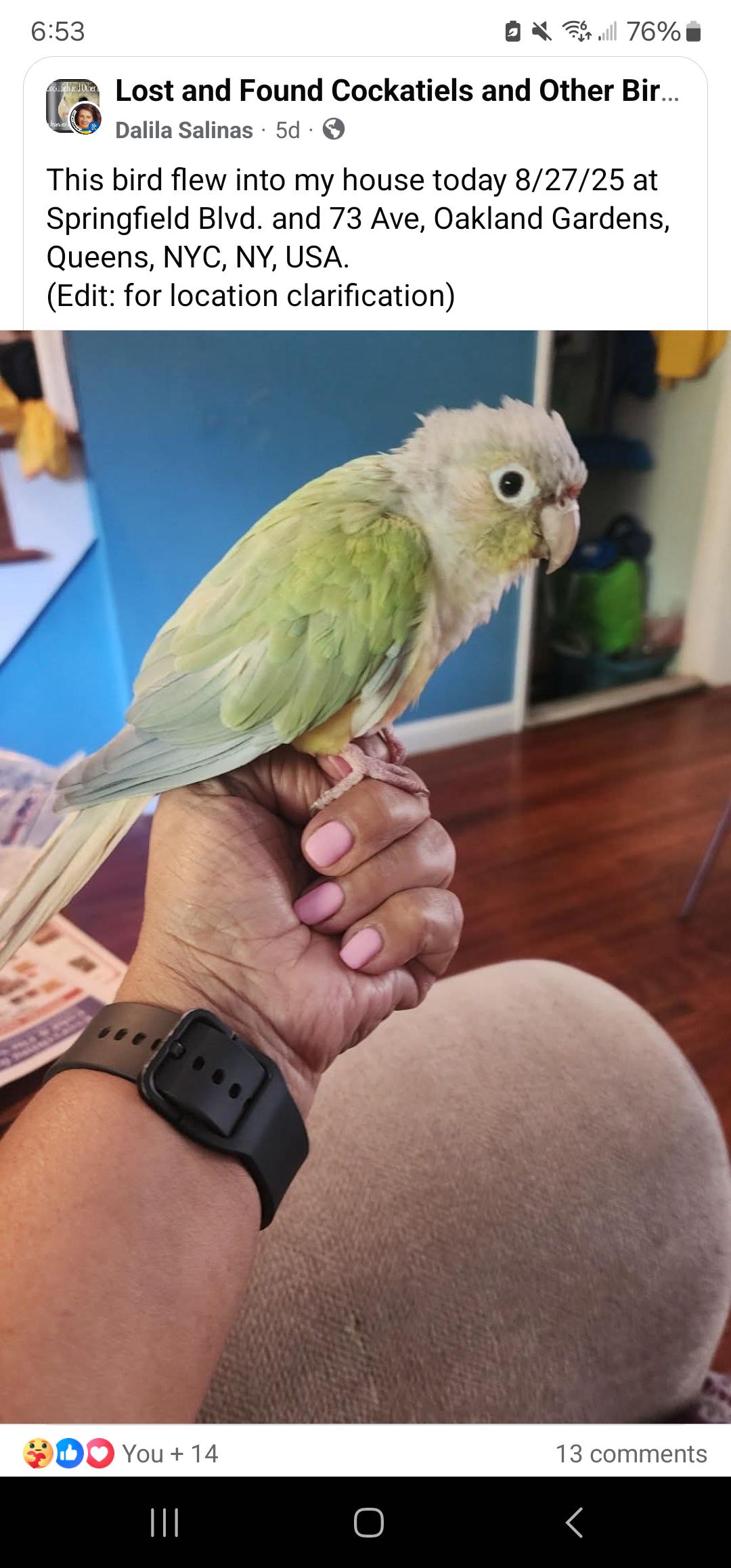 Found Bird in Queens