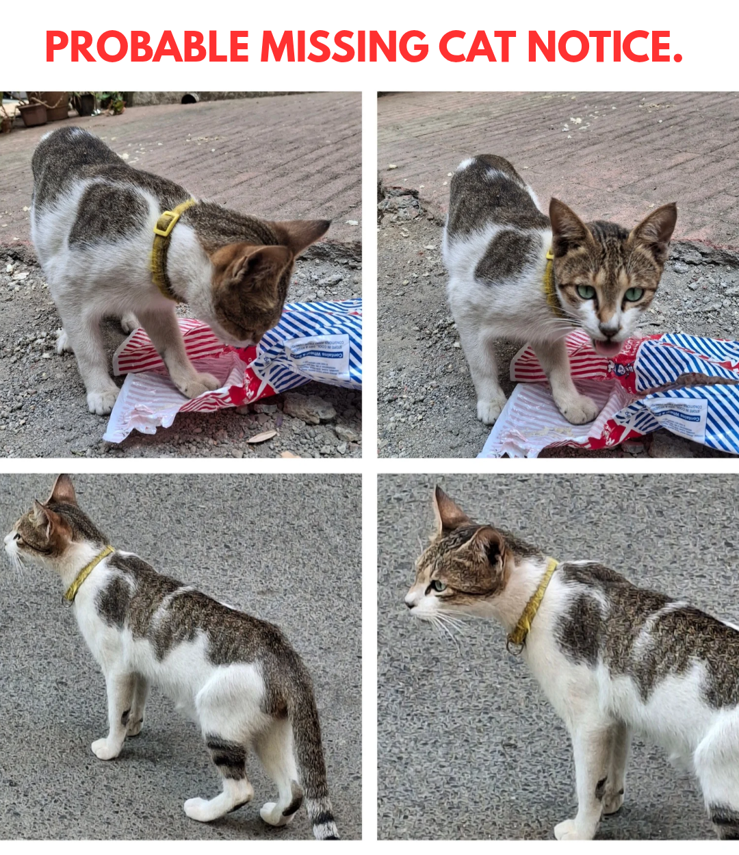 Found cat