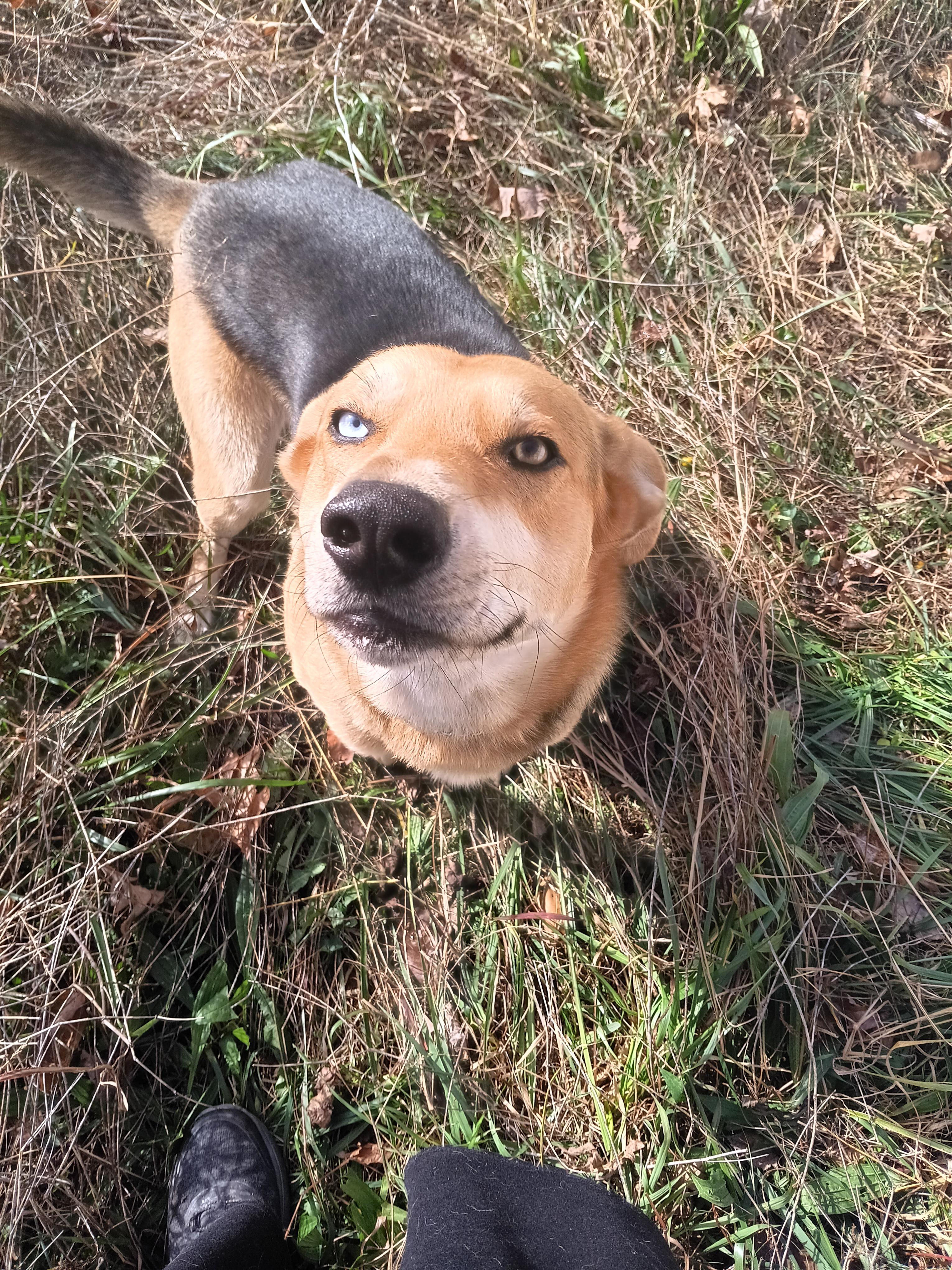 Found dog