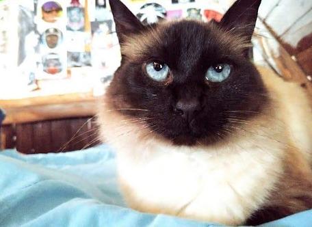 Lost Cat in Bogota