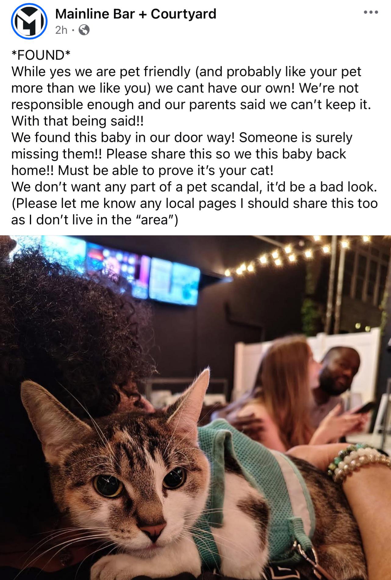 Found cat