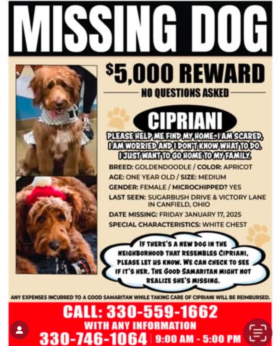 Lost dog