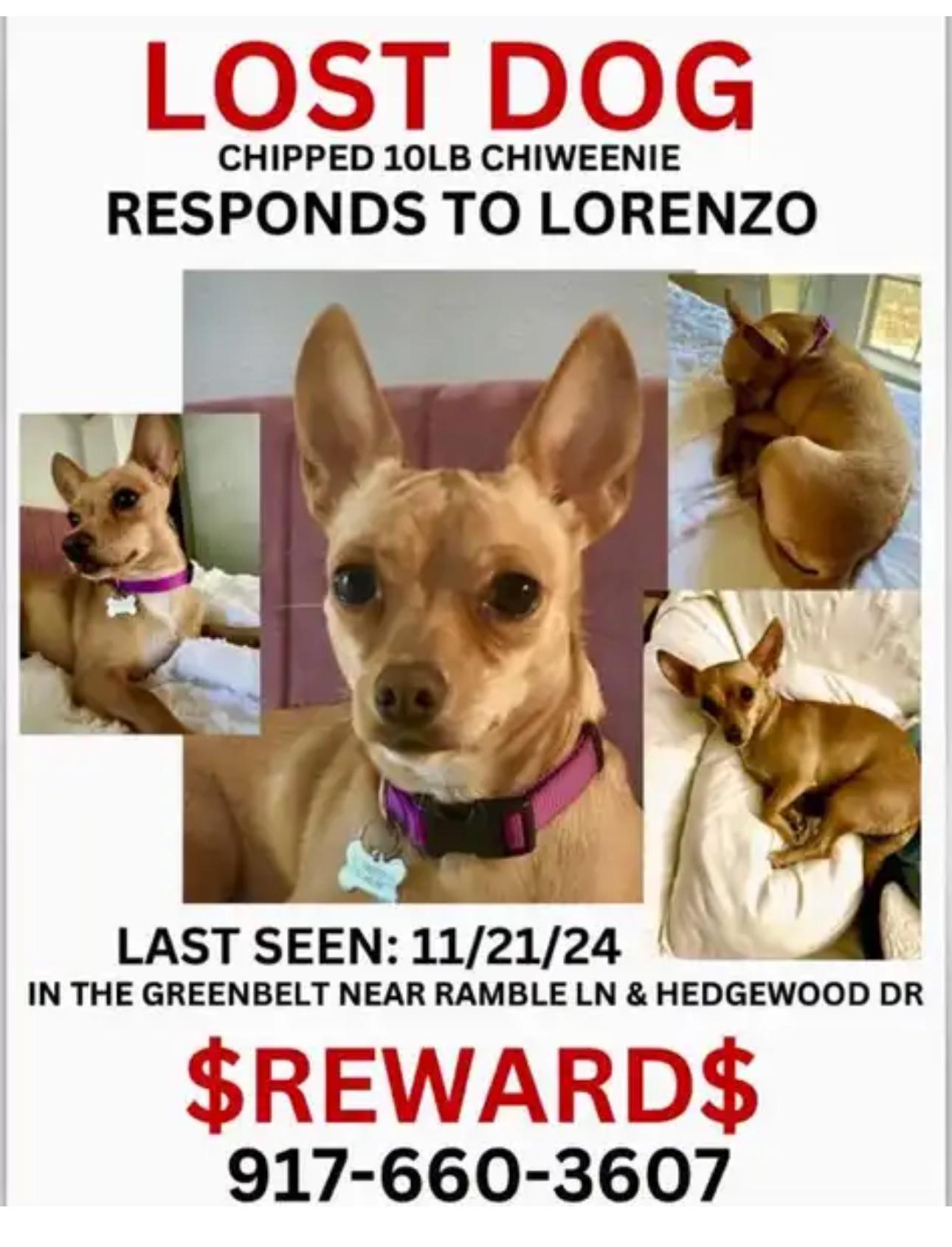 Lost Dog in Texas
