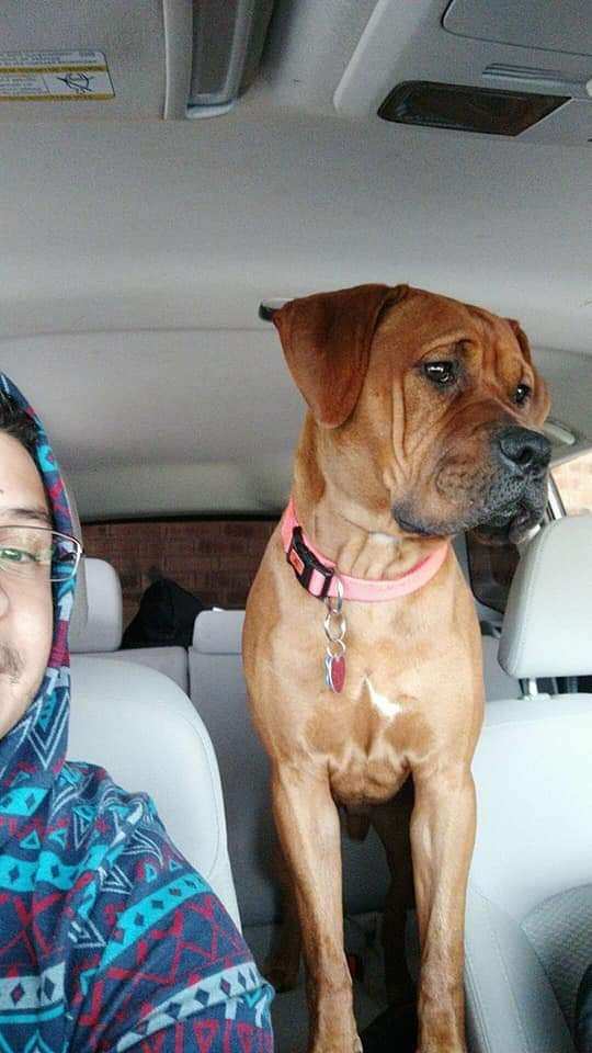 Lost dog