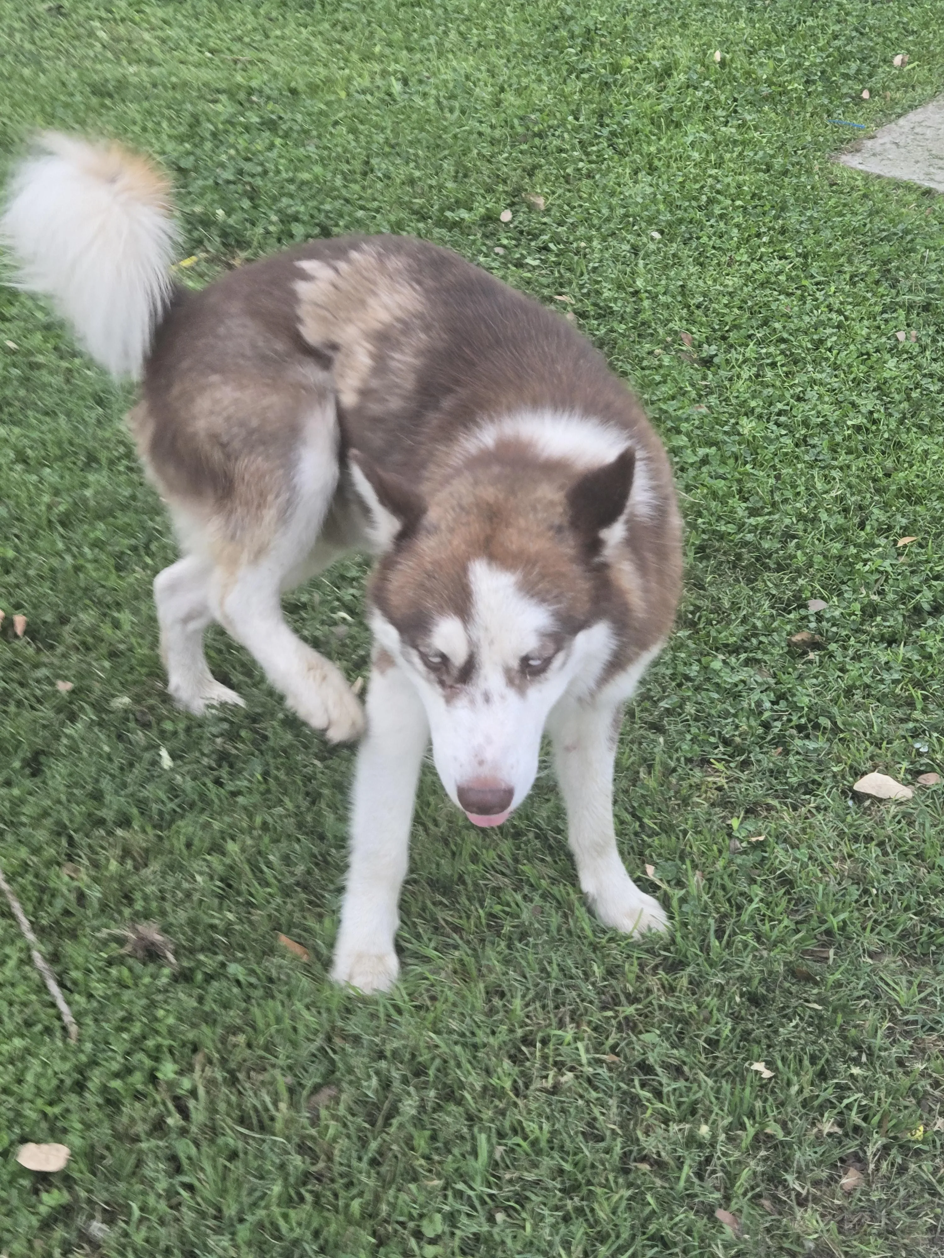 Found dog