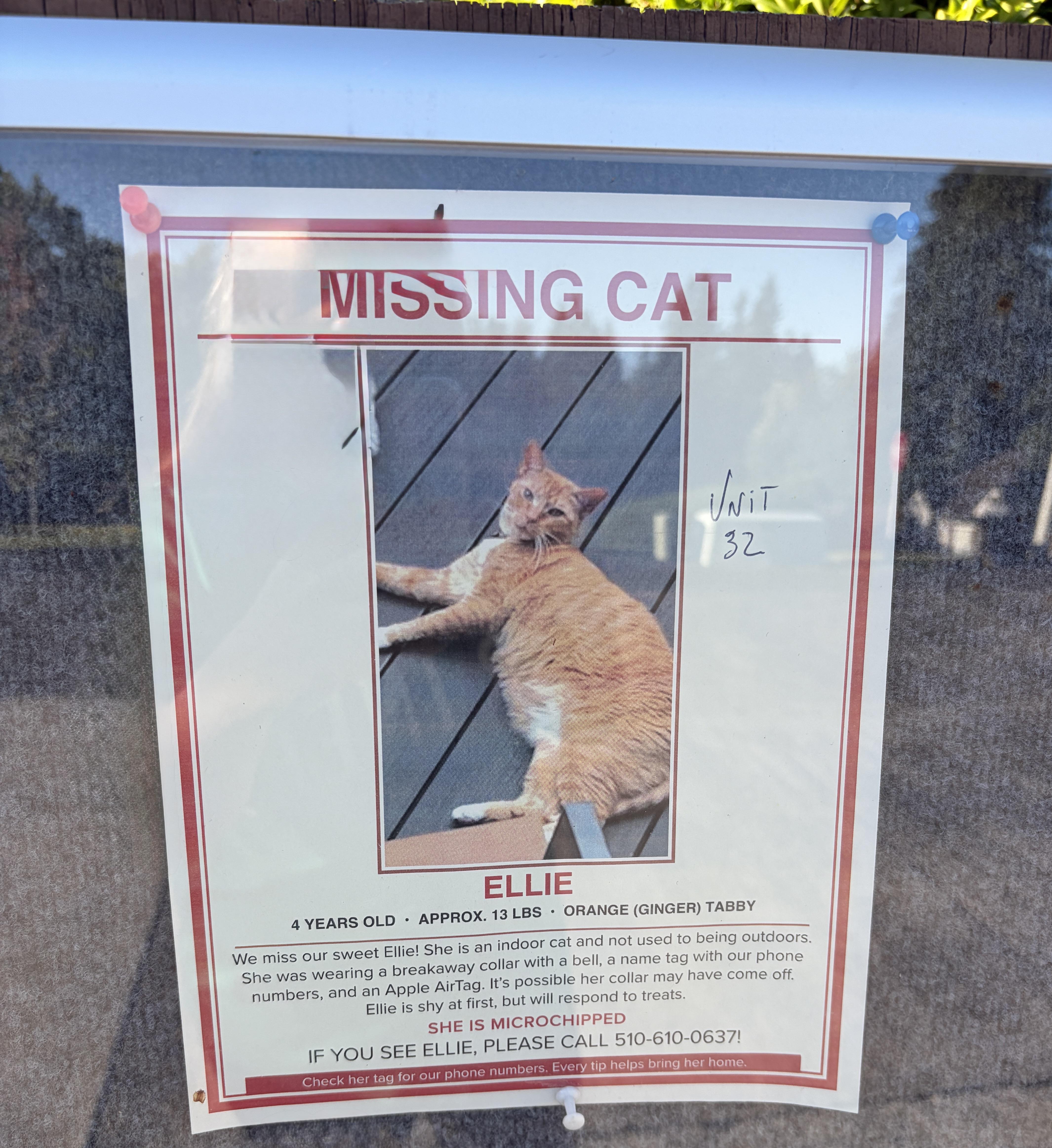 Lost cat