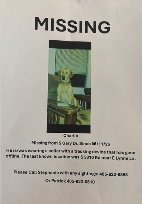 Lost dog