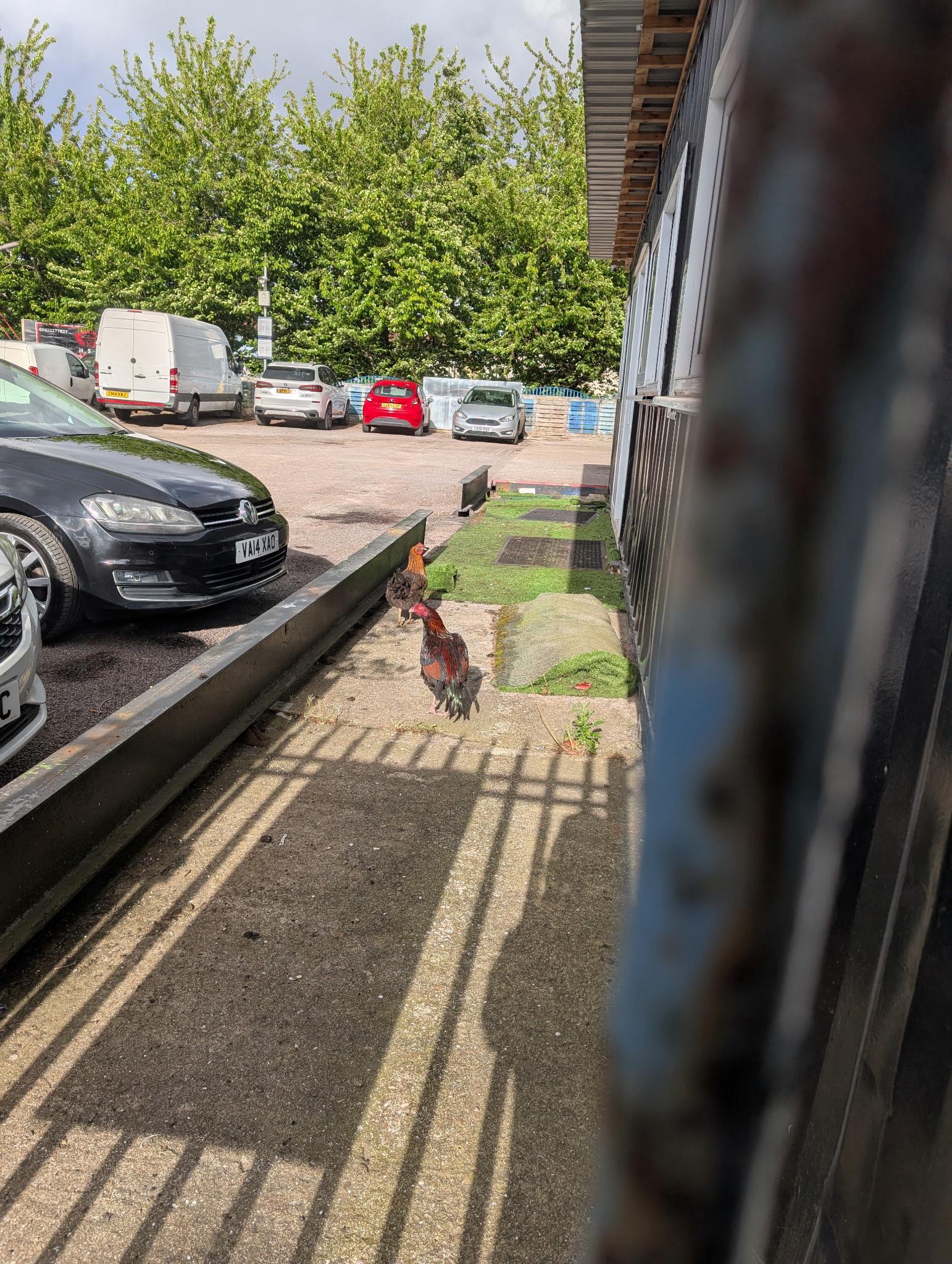 Found chicken