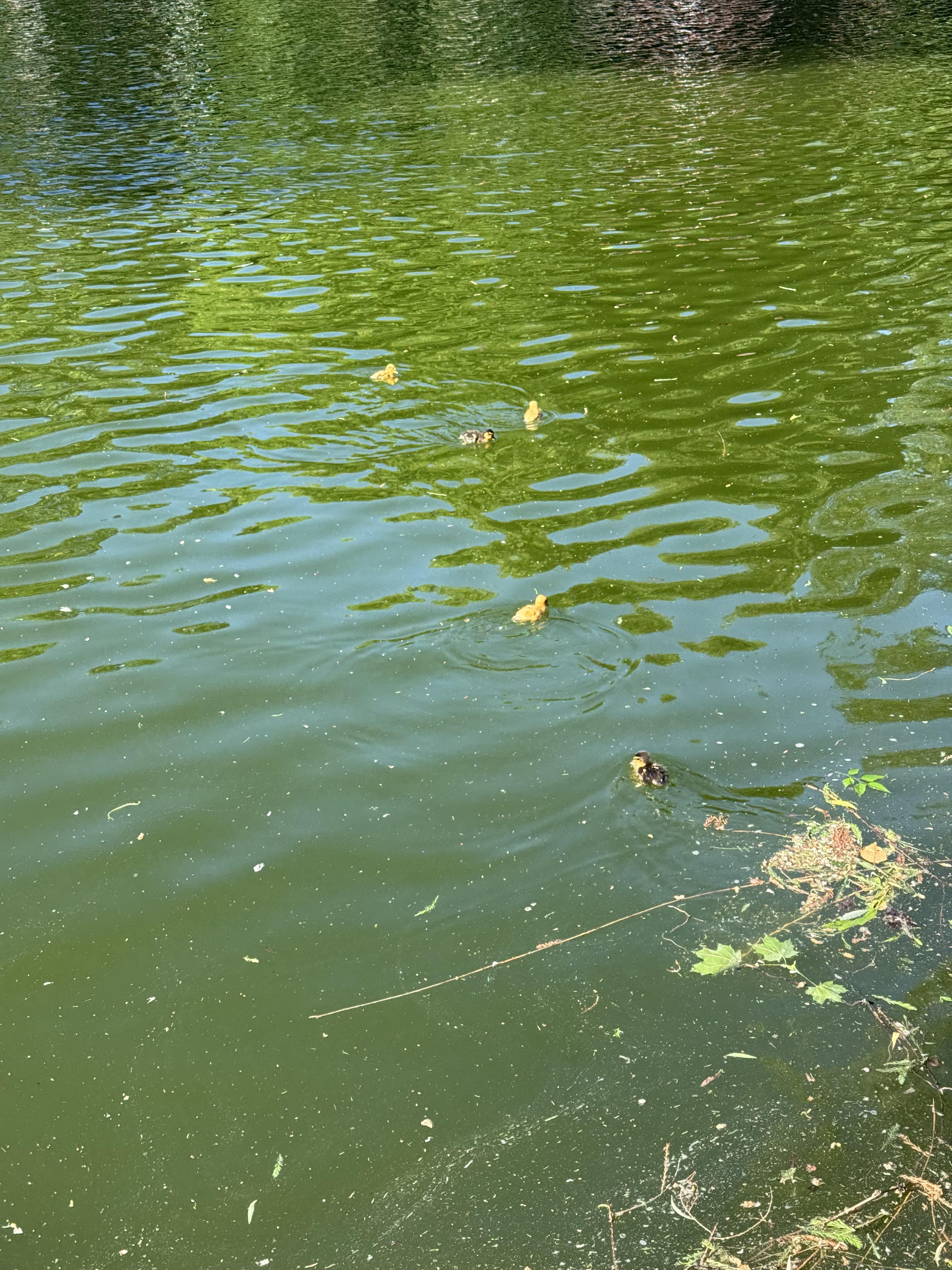 Found Bird in Cluj-Napoca