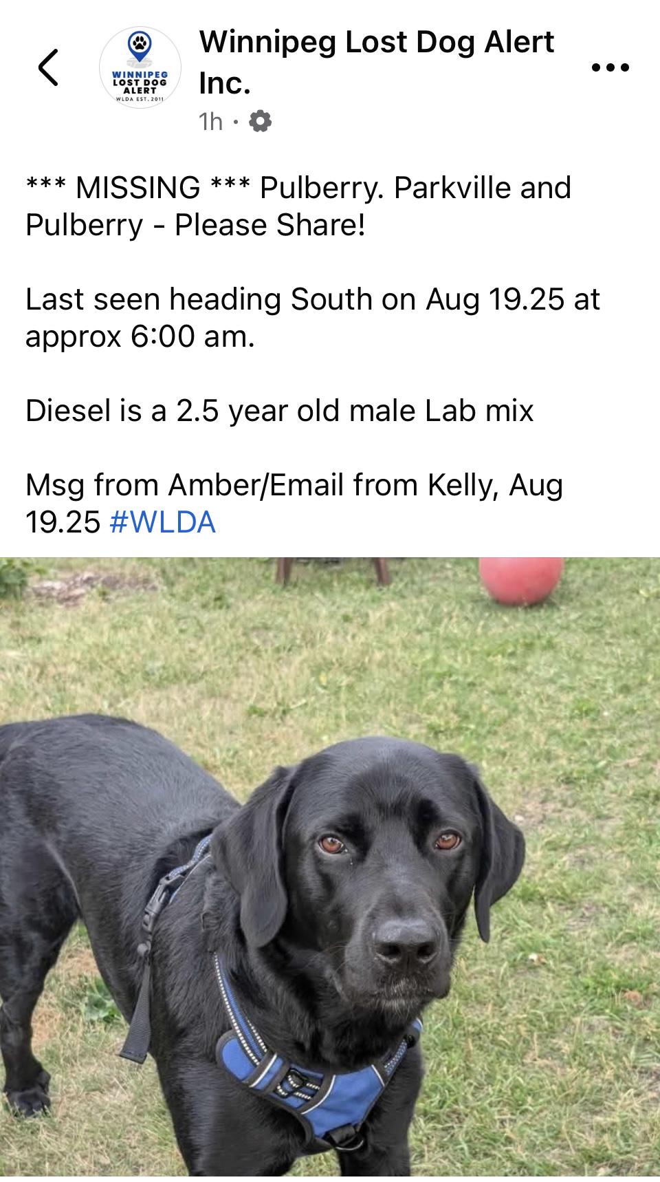 Lost dog