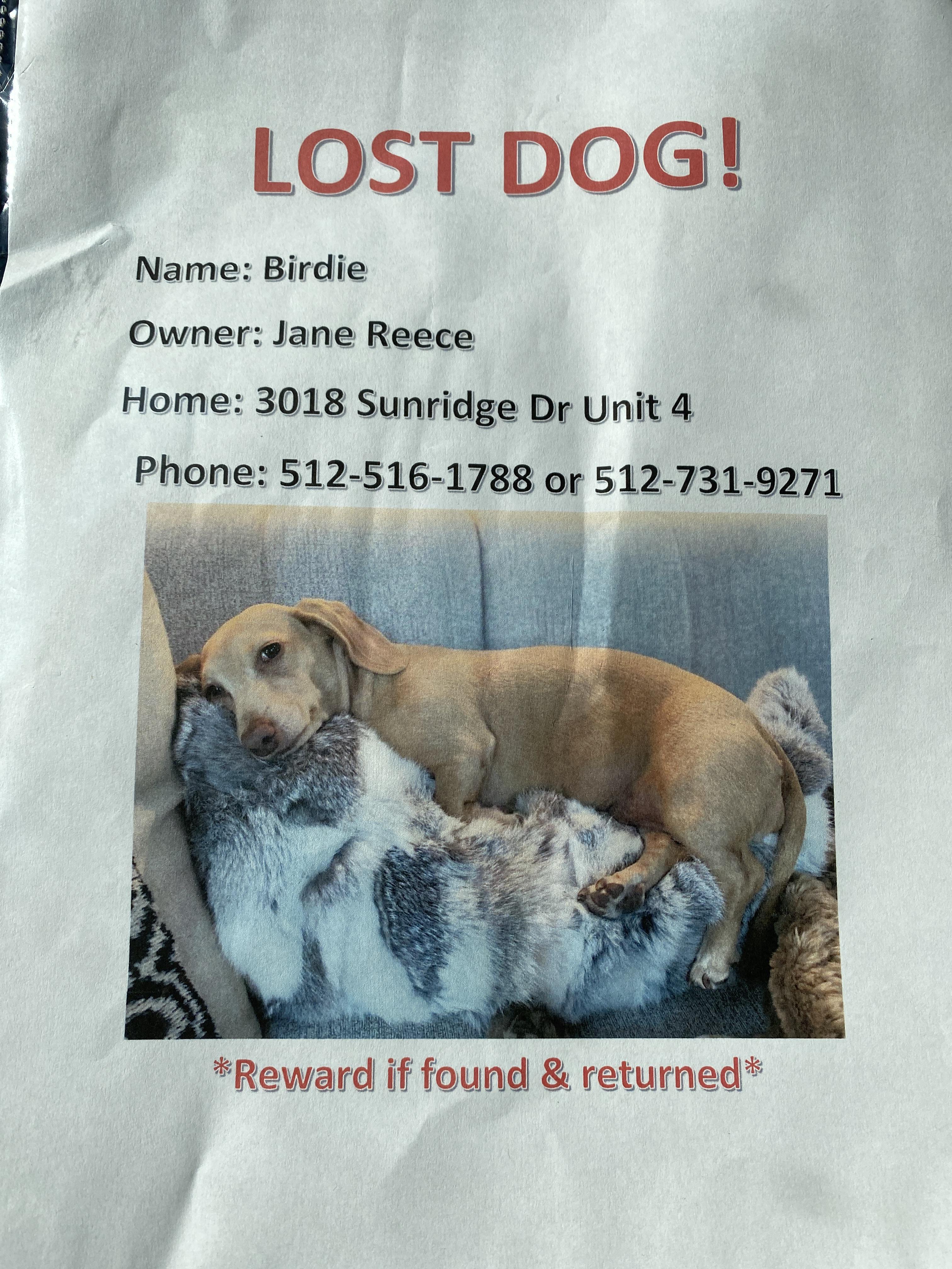 Lost Dog in Austin