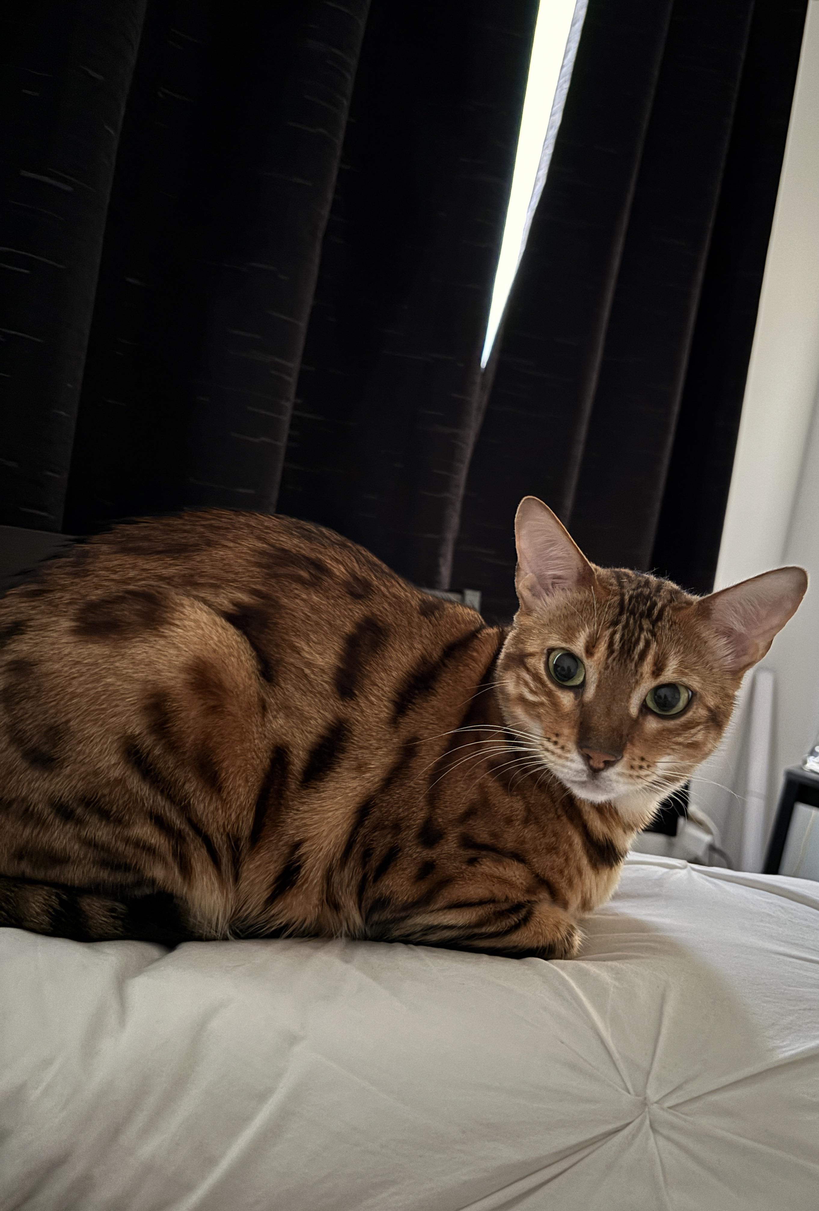 Lost Cat in Etobicoke