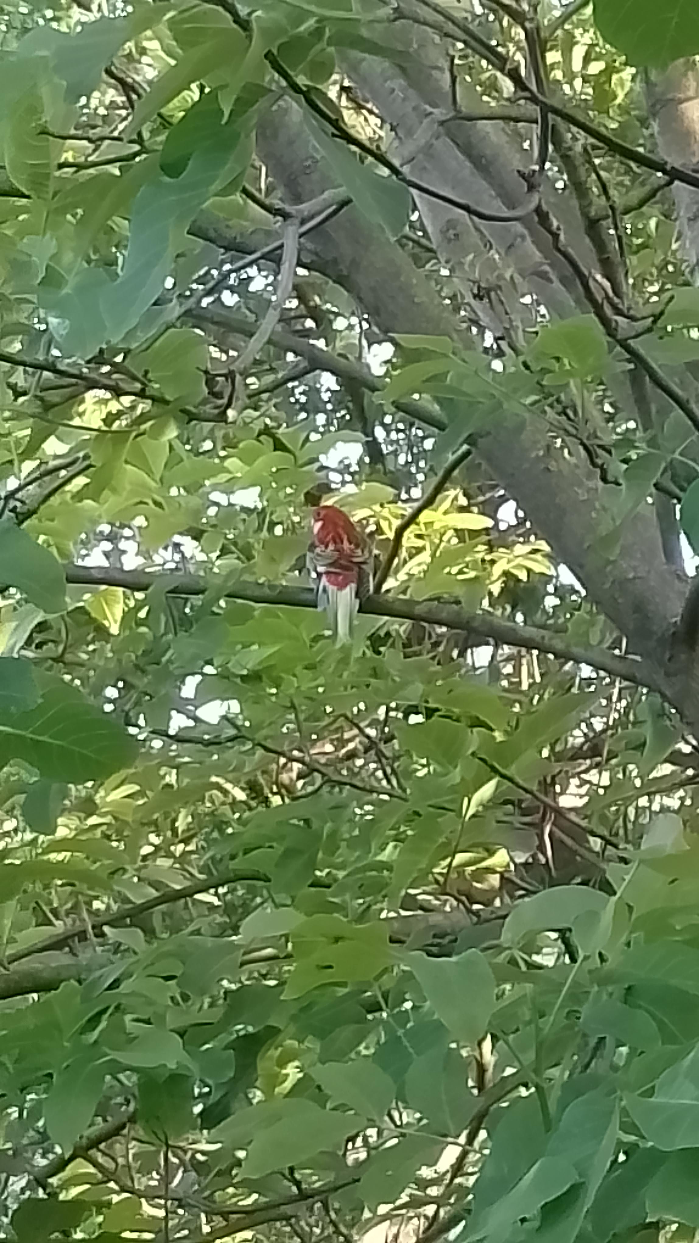 Found Bird in Czech Republic