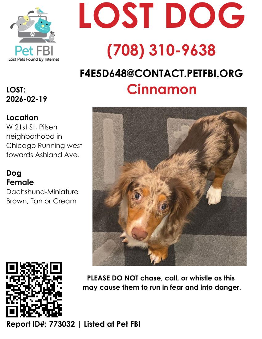 Lost dog