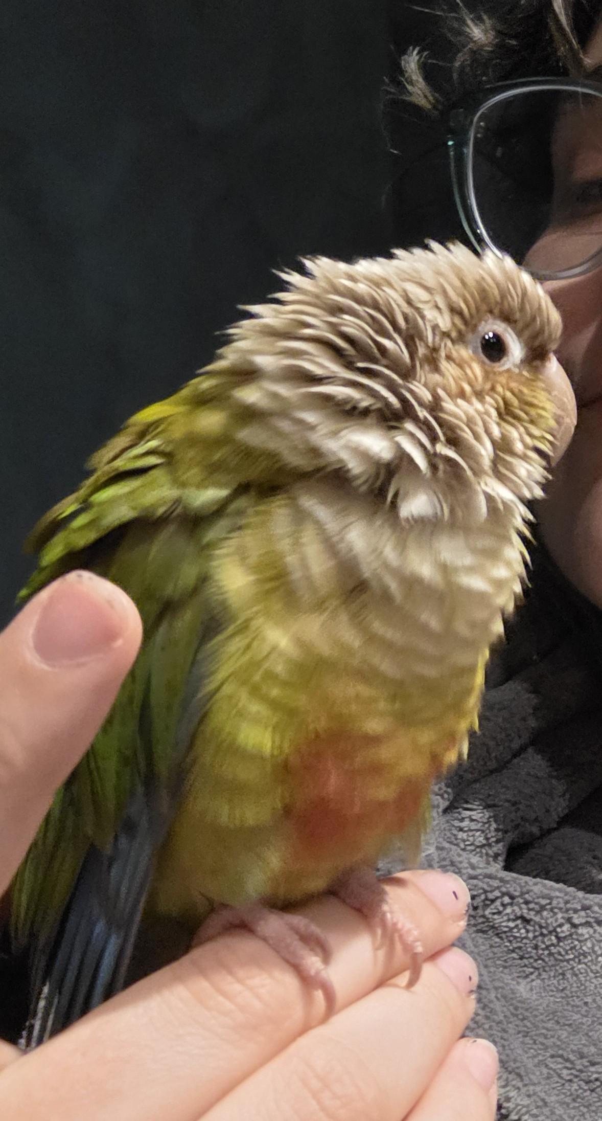 Found bird