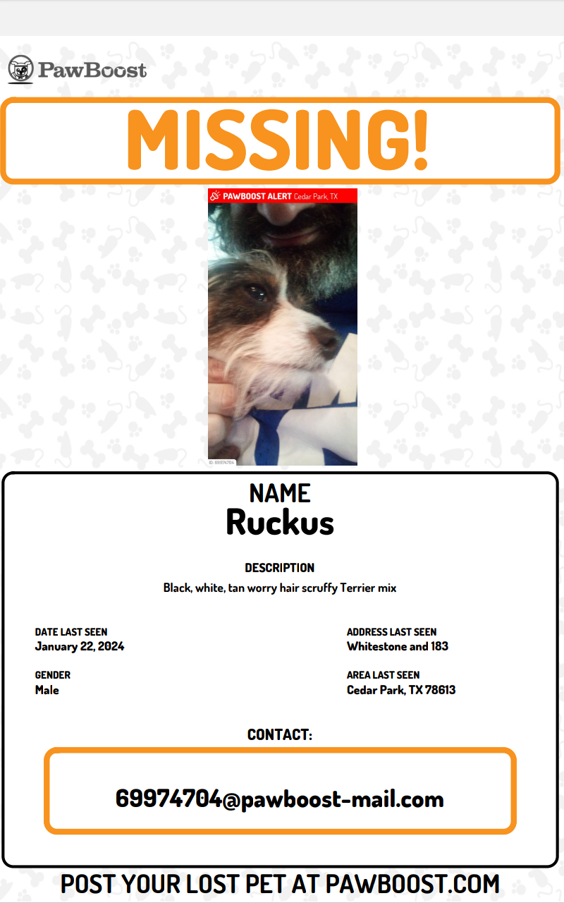 Lost Dog in Austin
