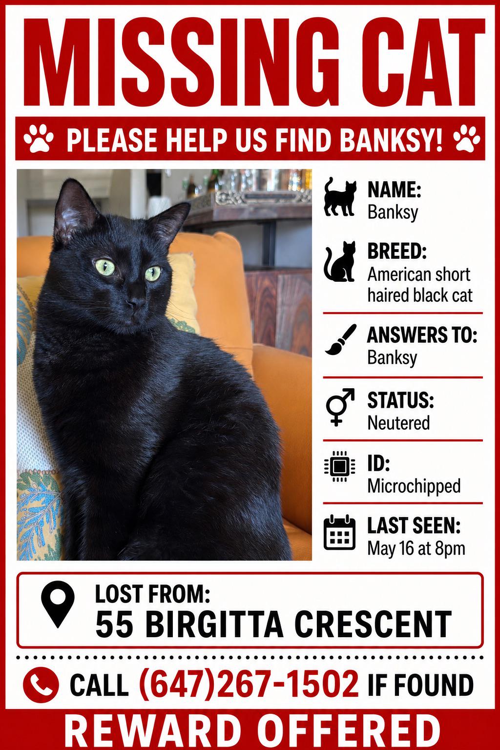 Lost cat
