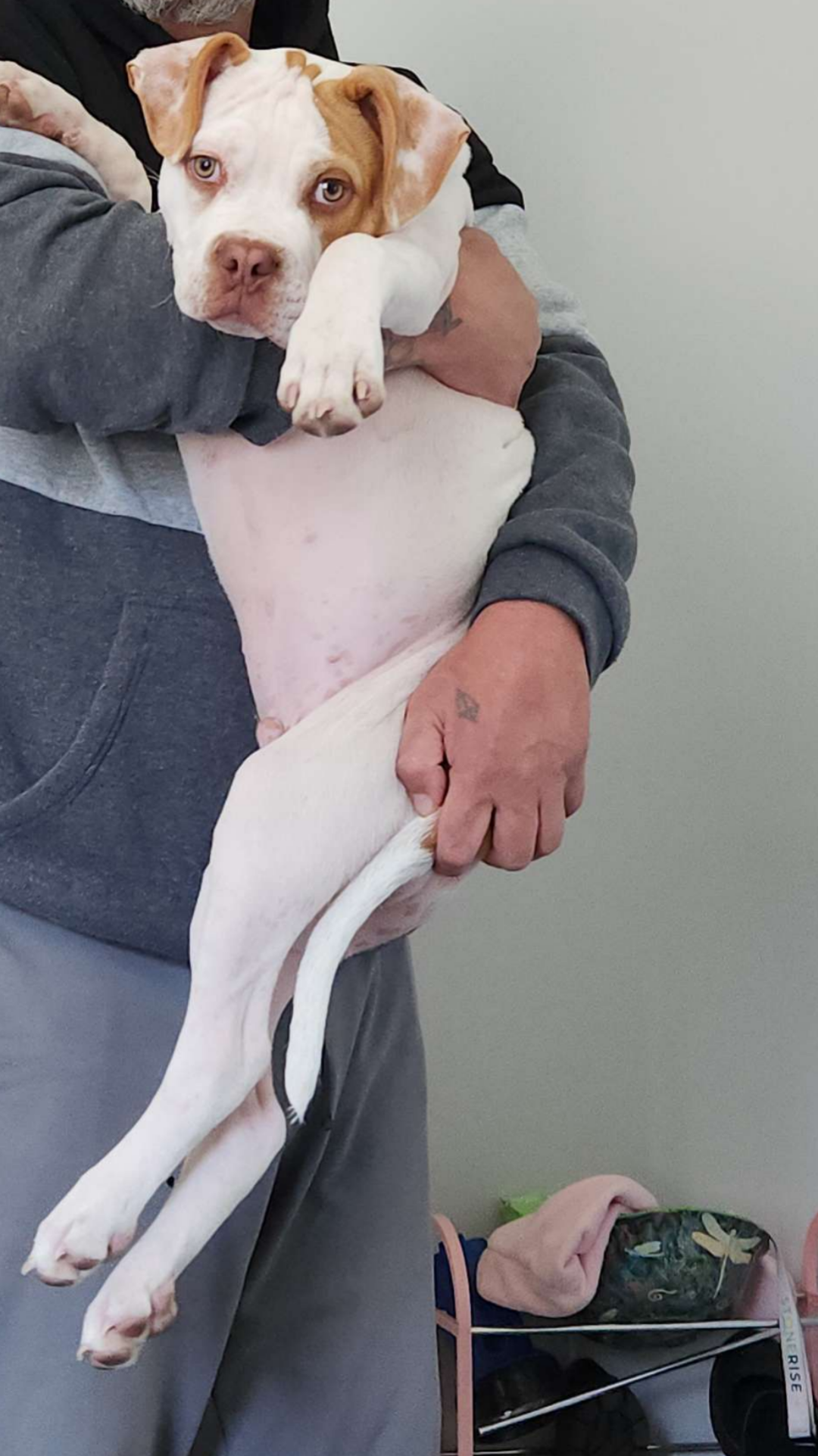 Lost Dog in Paw Paw