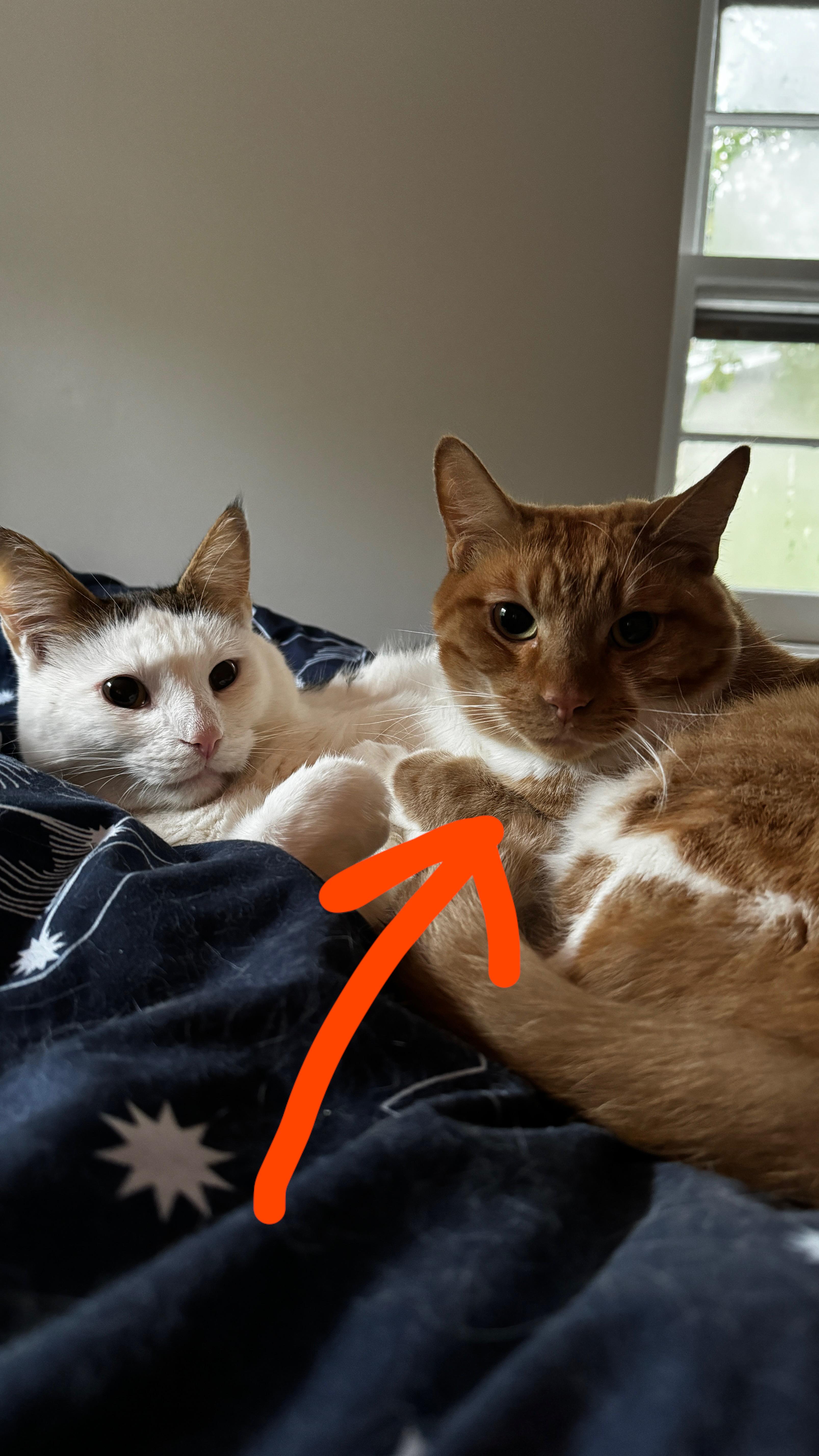 Lost Cat in Naperville