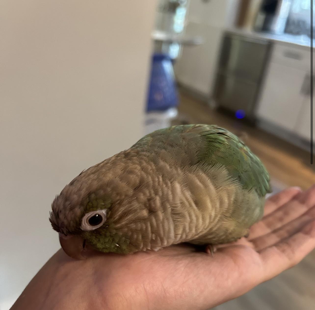 Lost Bird in Warwick
