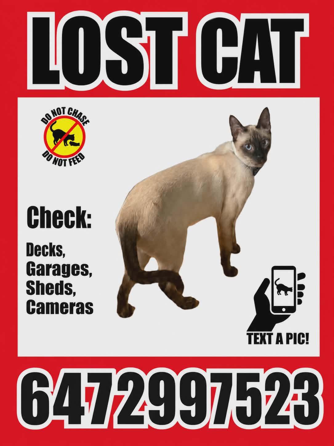 Lost cat