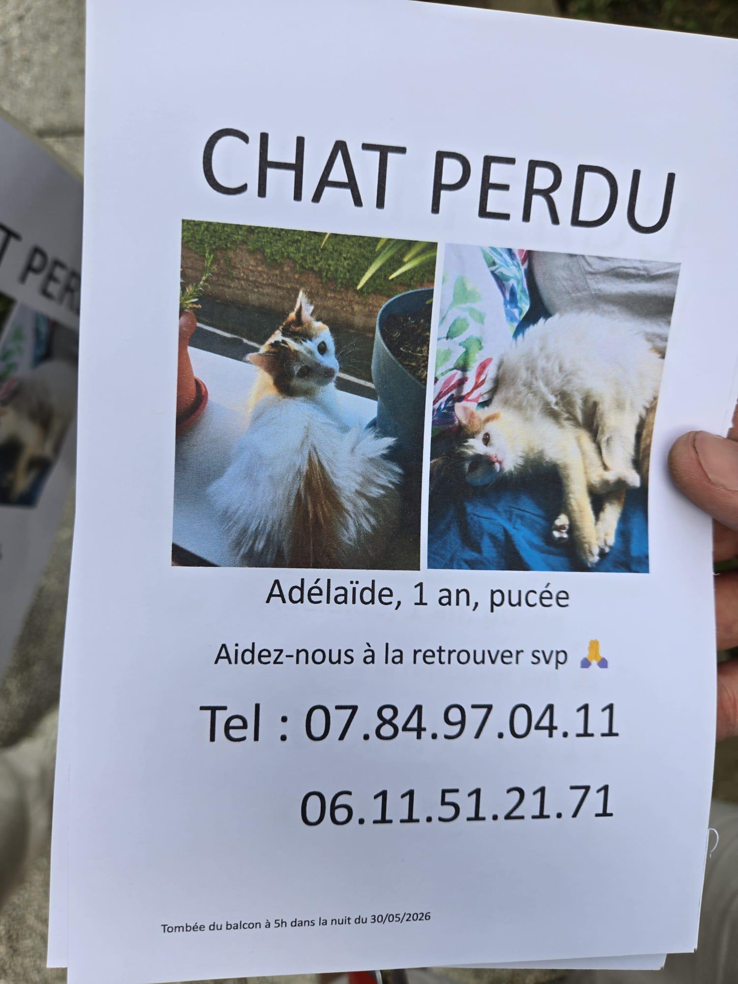 Lost cat