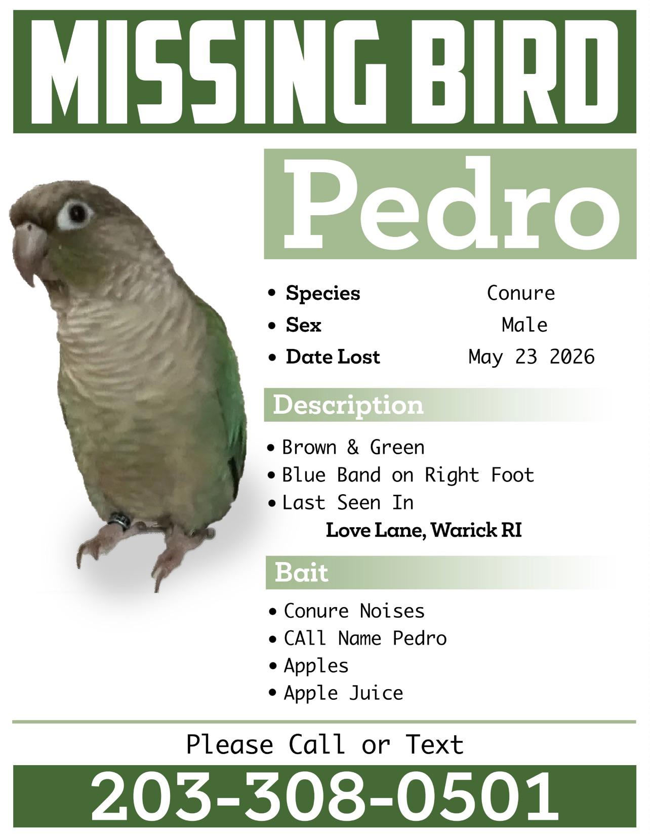 Lost Bird in Warwick