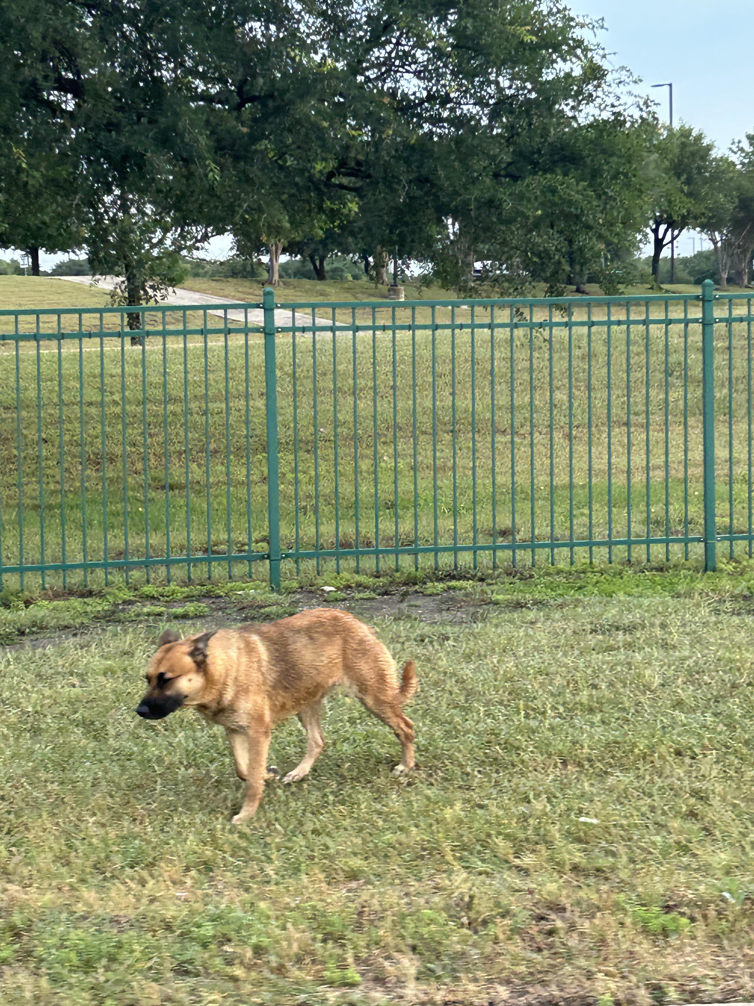Lost dog
