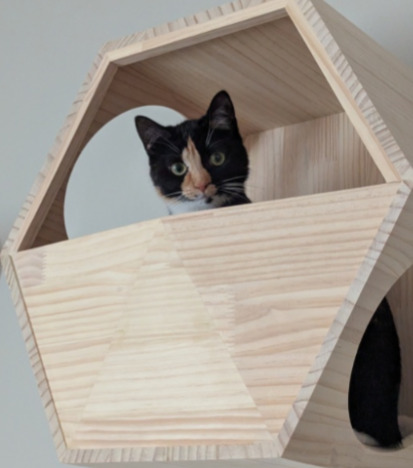 Lost cat