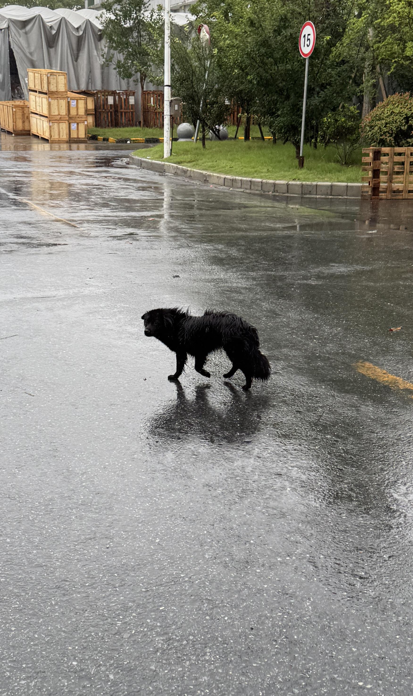 Found Dog in Jiangsu