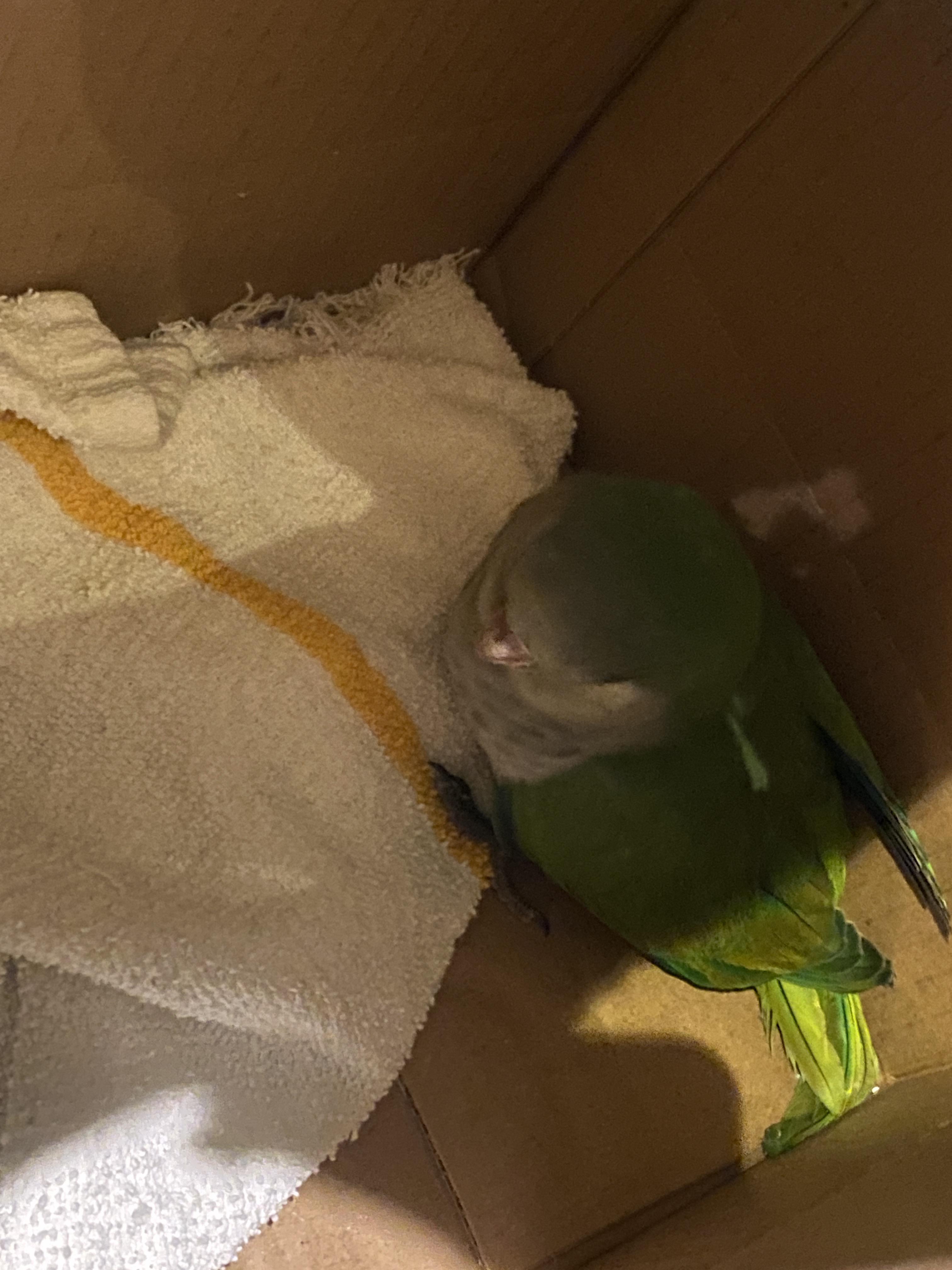 Found bird