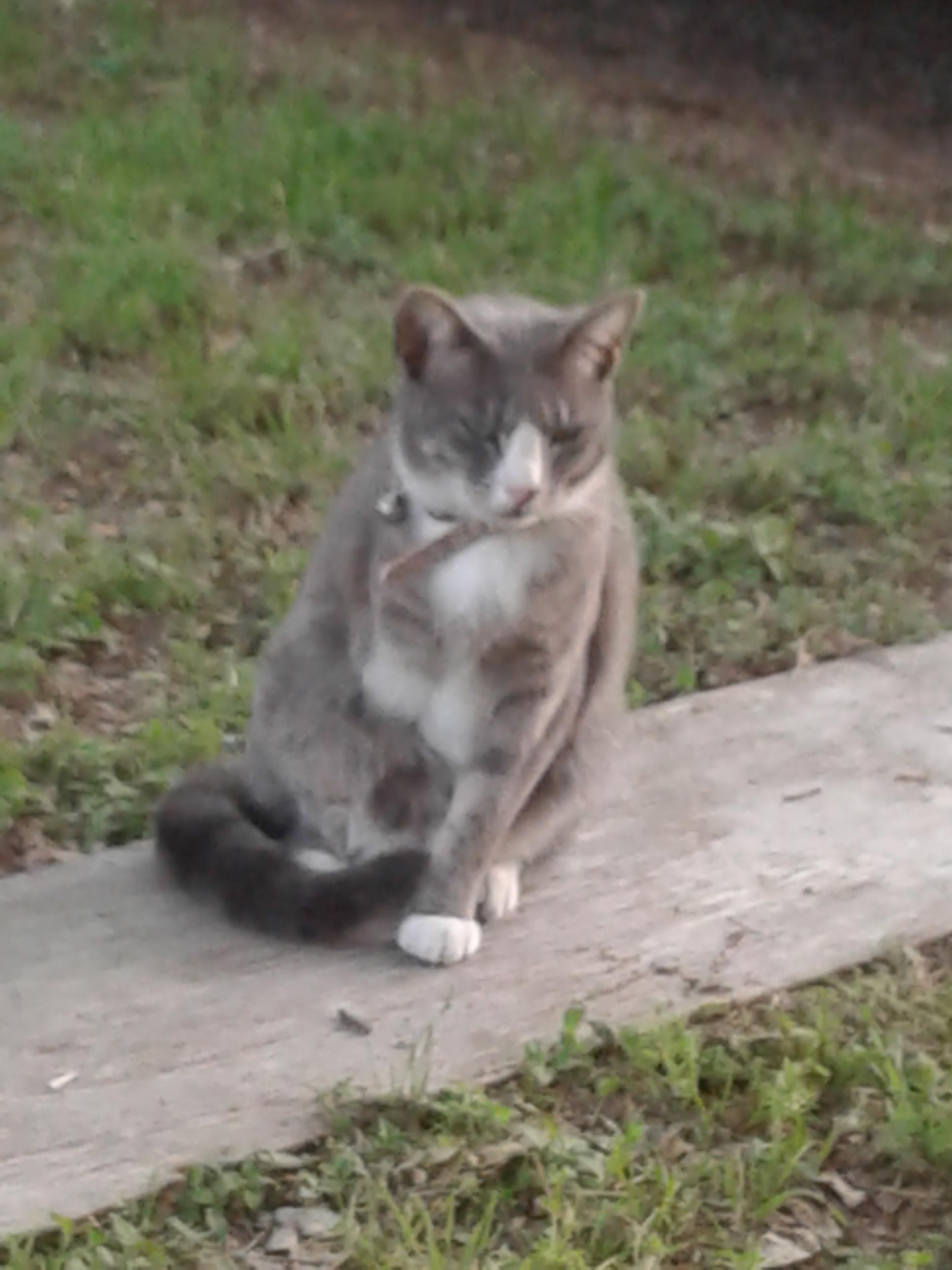 Found cat