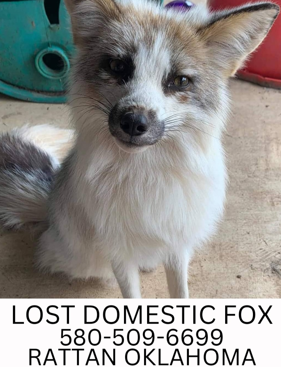 Lost Fox in Rattan