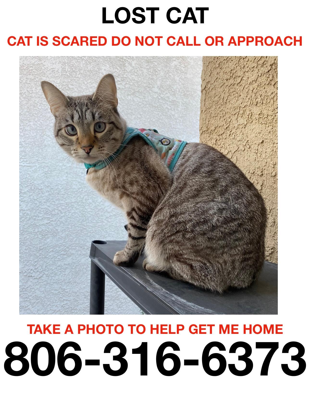 Lost Cat in Zephyr Cove