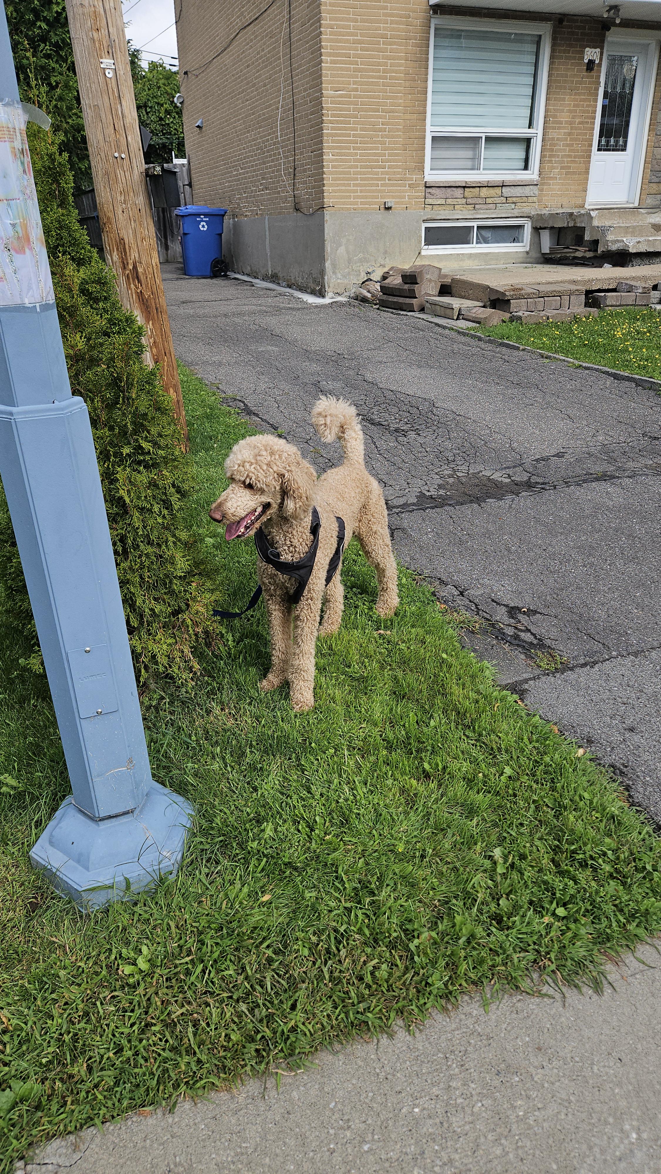 Found dog