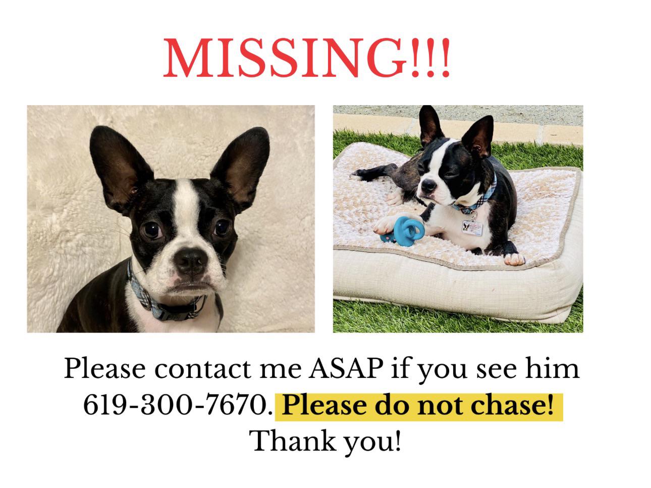 Lost dog