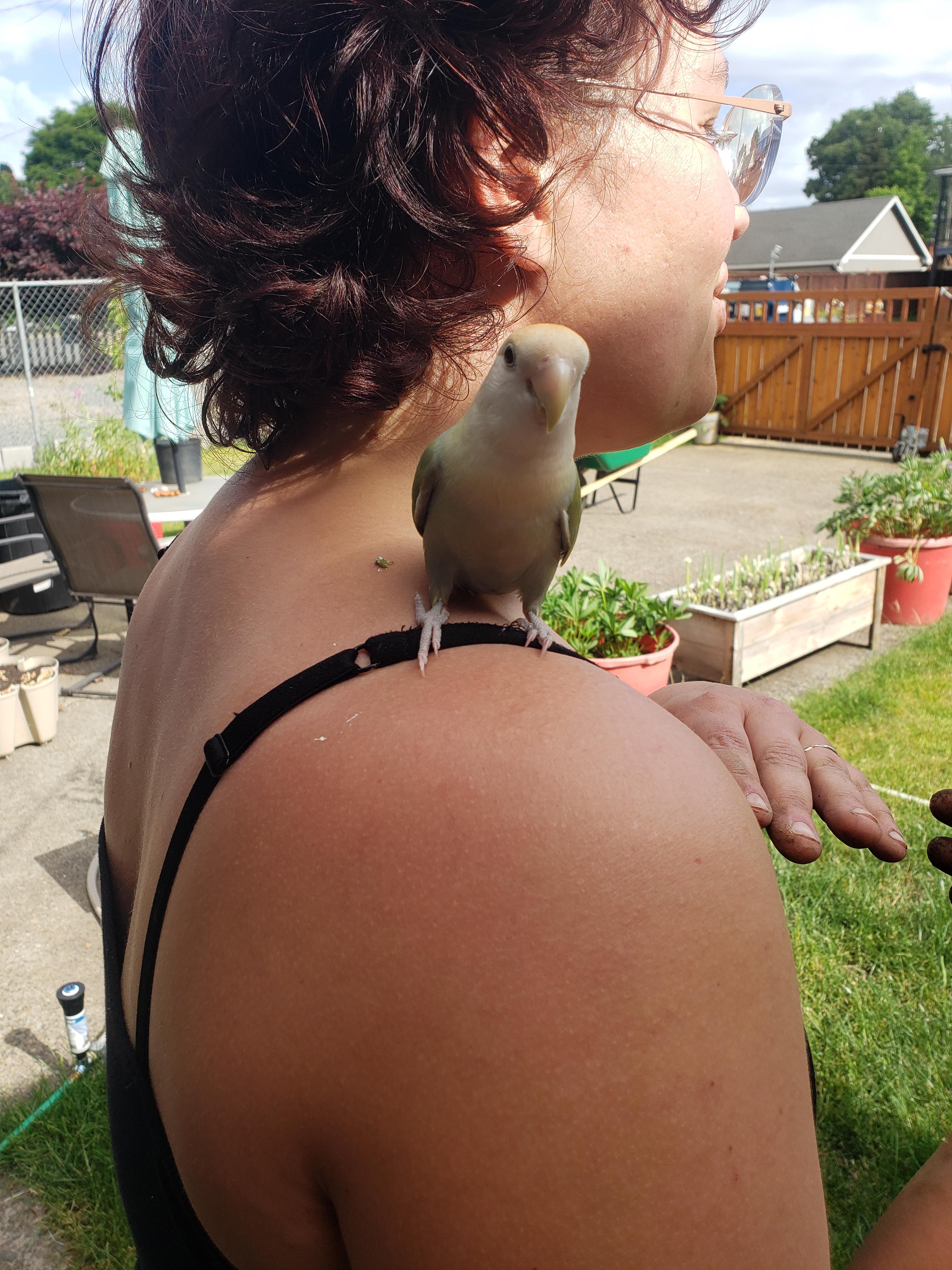 Found bird