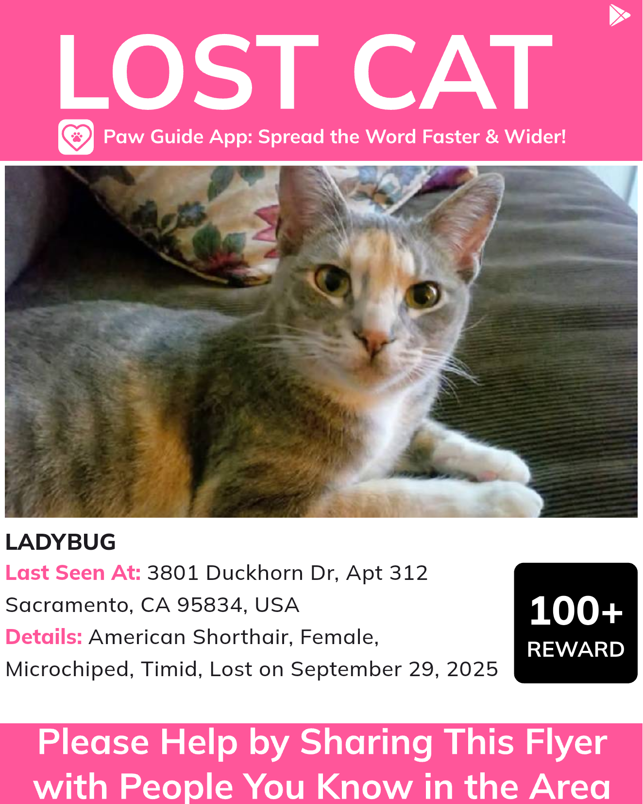 Lost cat