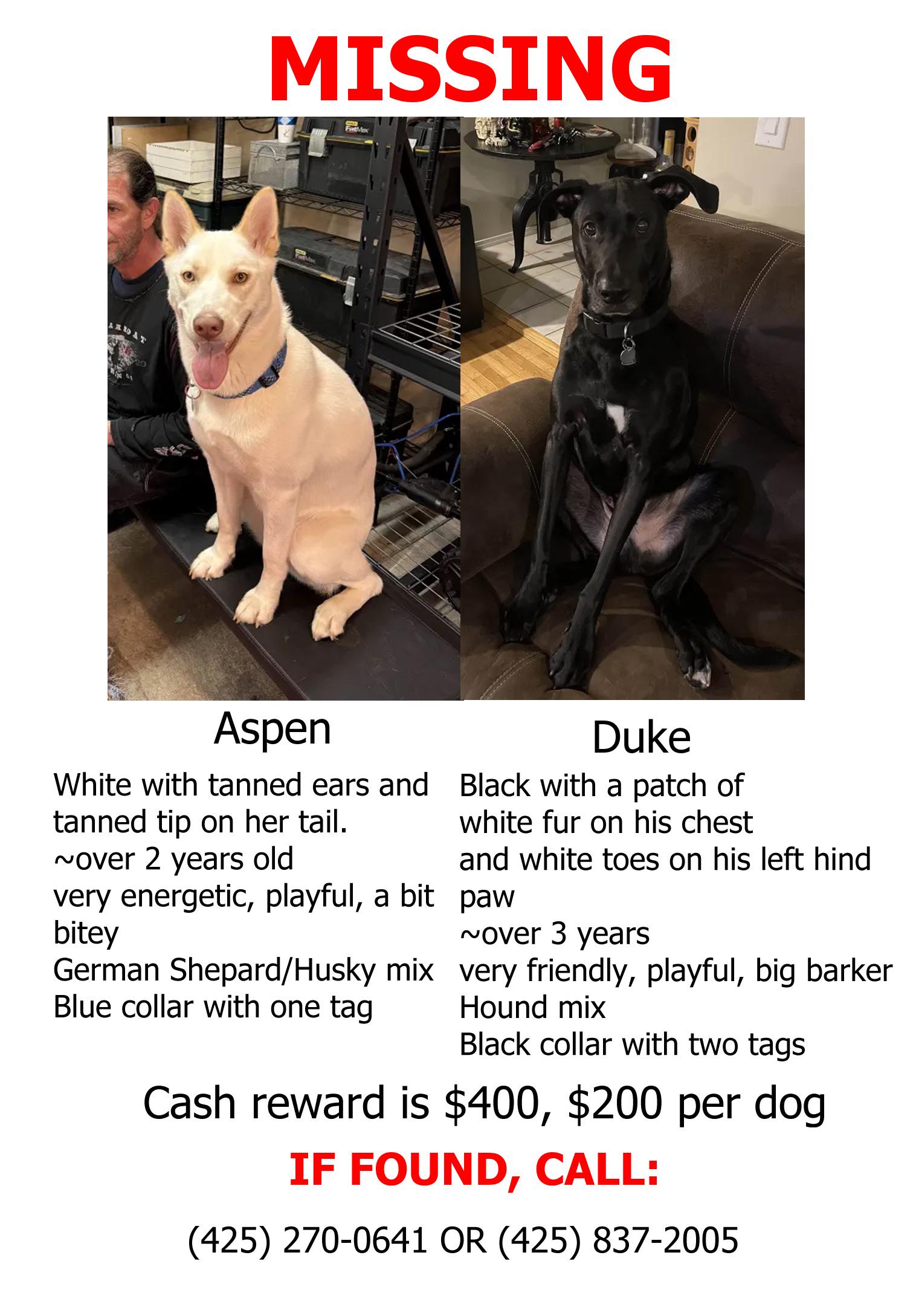 Lost Dog in Newcastle/Renton