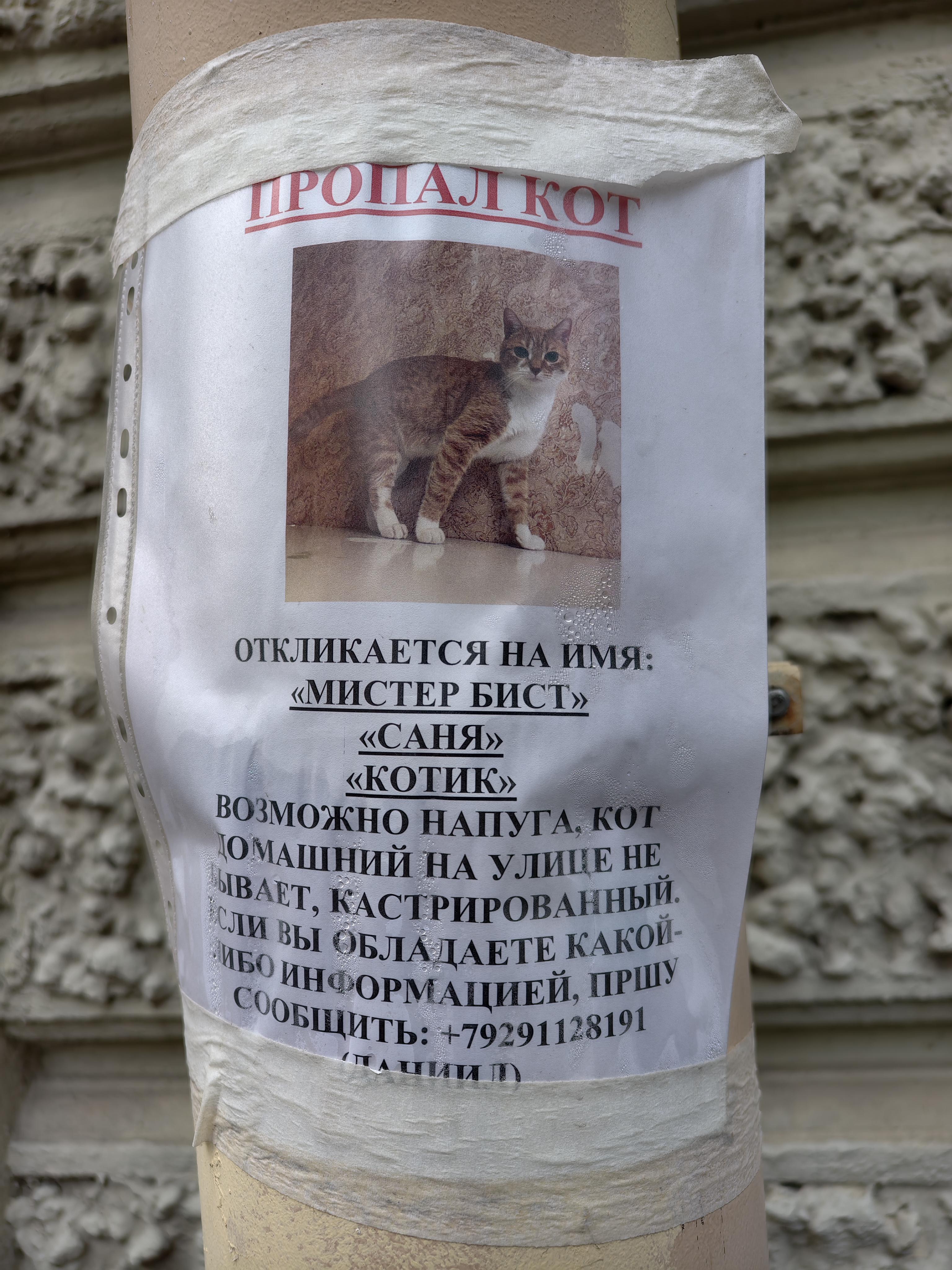 Lost Cat in Saint Petersburg