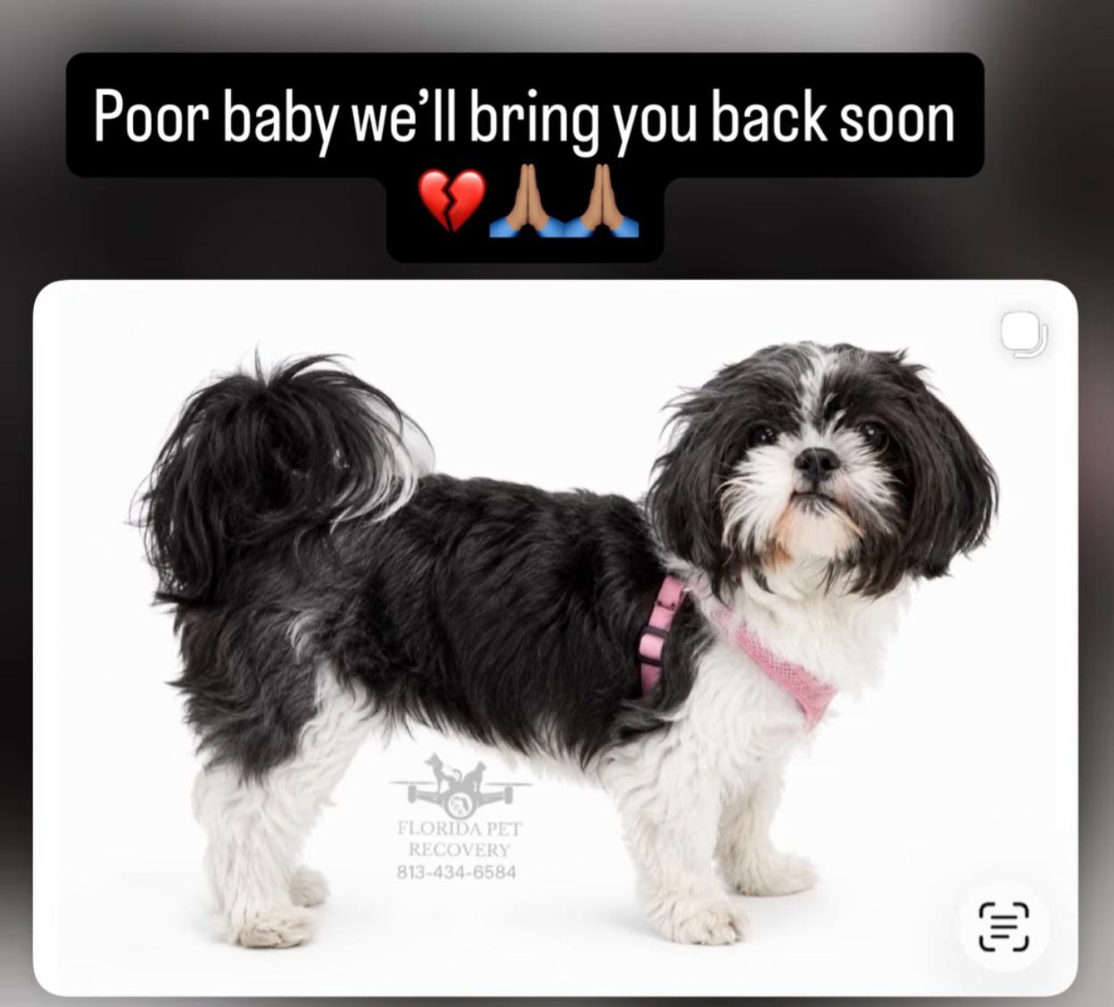 Lost dog